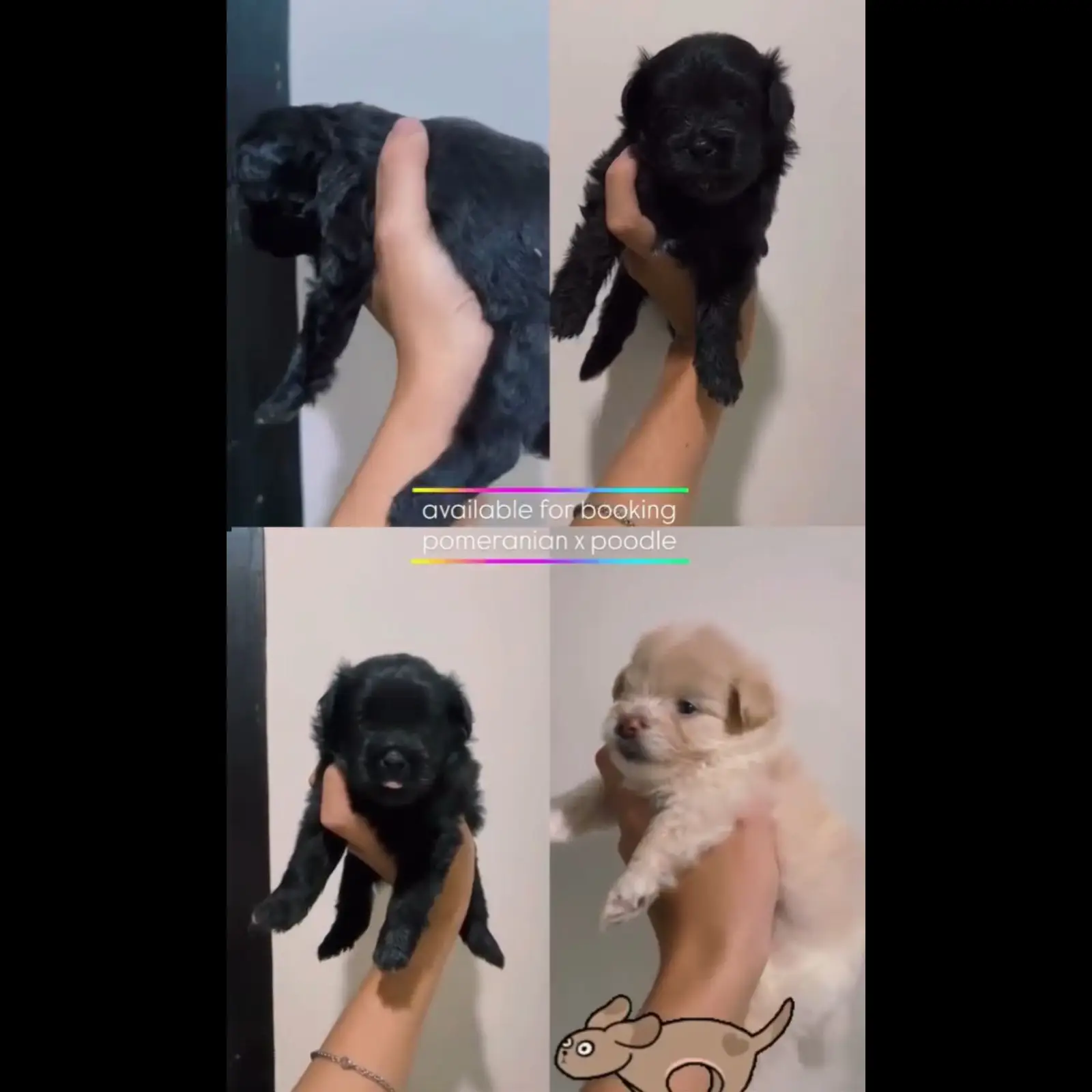 open-adopt-pomeranian-x-poodle-BP0Q69WBFL