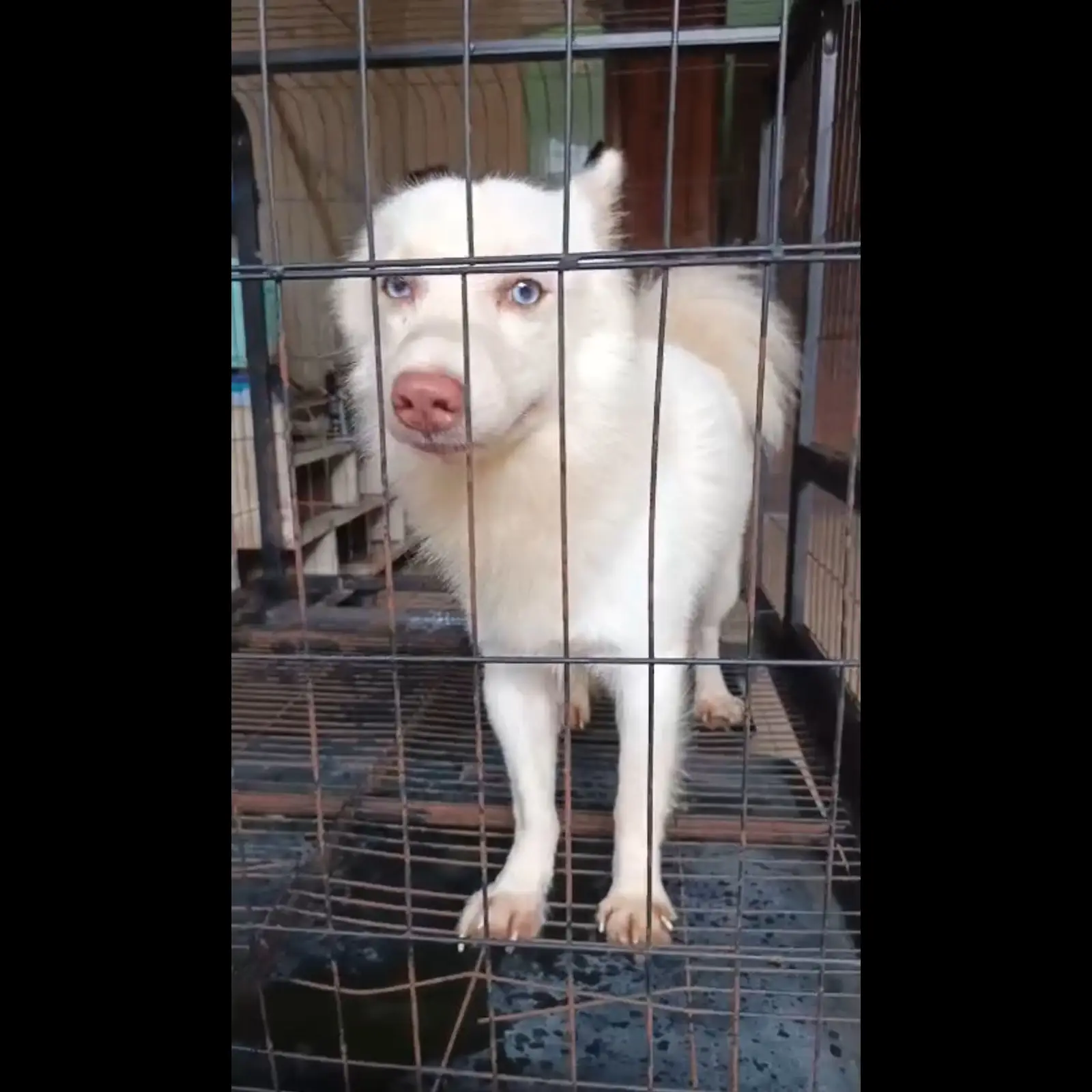 open-adopt-pomeranian-x-husky-J42PIB8FFT