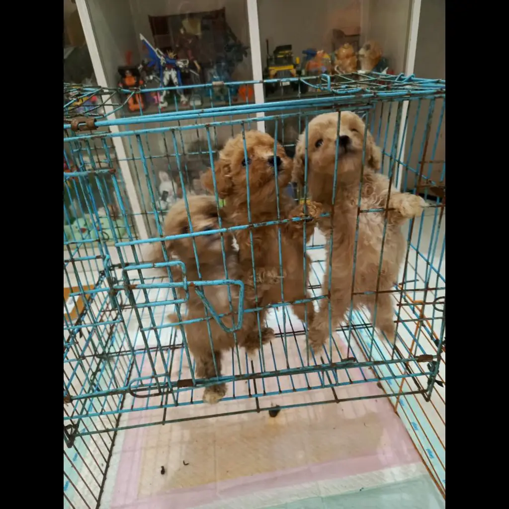 open-adopsi-anak-anjing-poodle-tiny-no-pot-ekor--DMX7WBLBQH