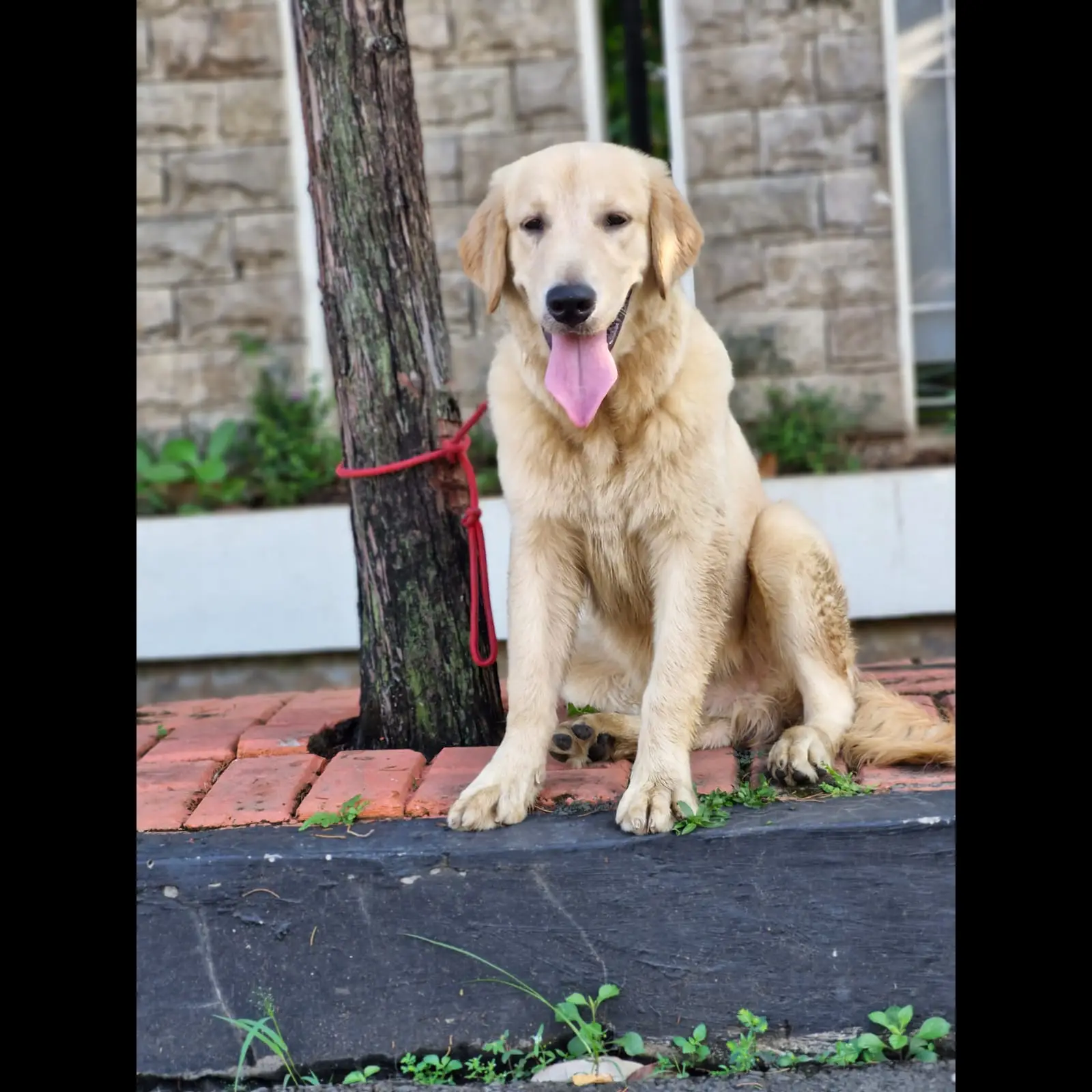 open-adopt-golden-jantan-6-bln-RC848LW2LQ