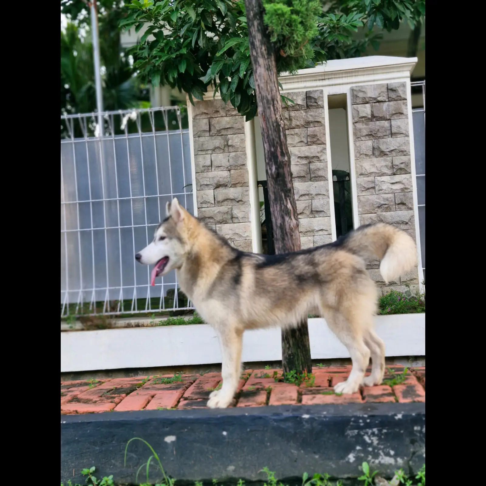 open-adopt-husky-jantan-6-bln-Q4EEVHA0YL