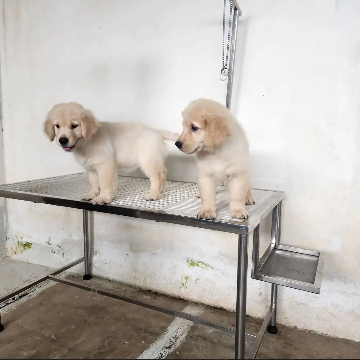 open-adopt-golden-retriever-big-bone-IE53CTEHN8
