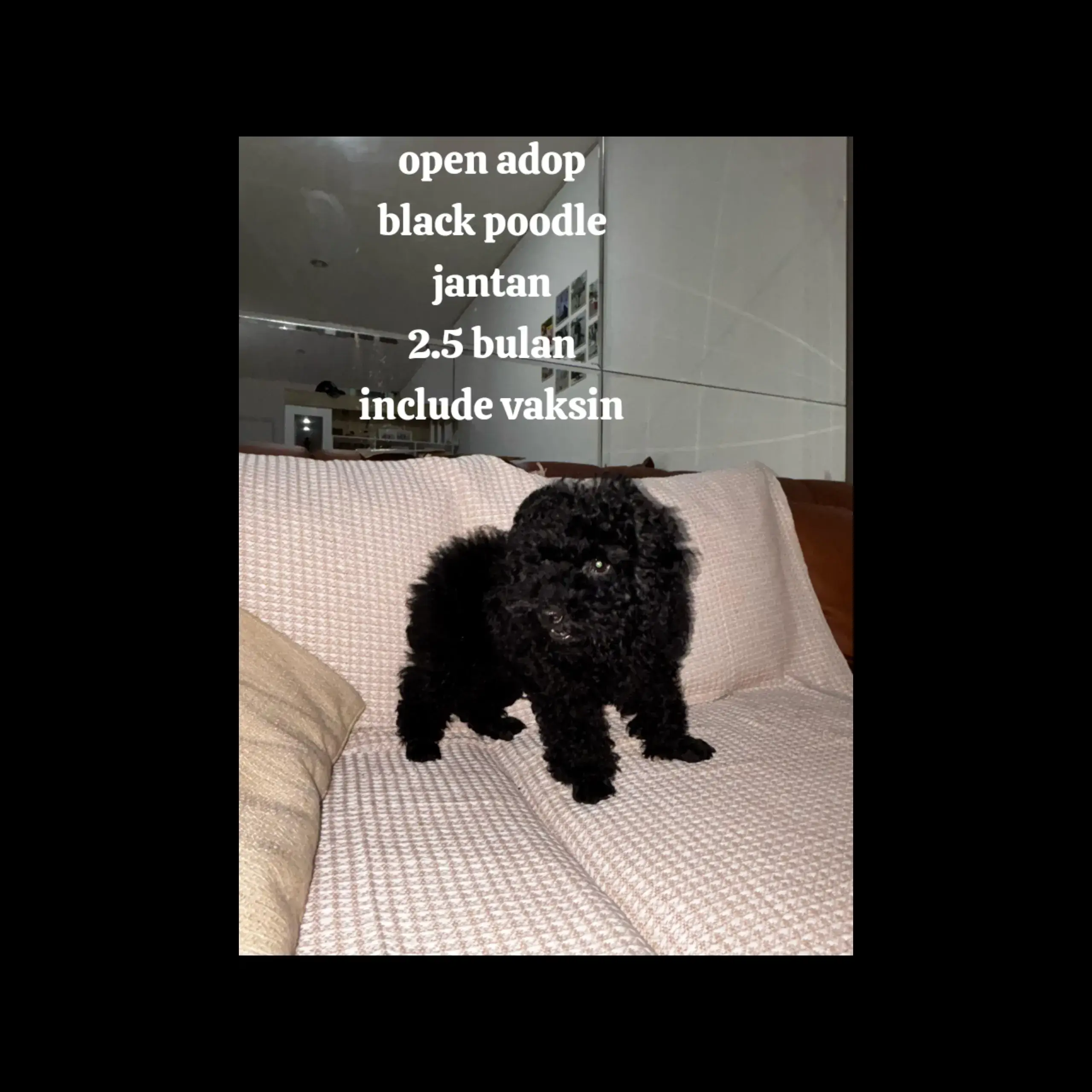 toy-poodle-jantan-sudah-vaksin-3I6CHBE14S