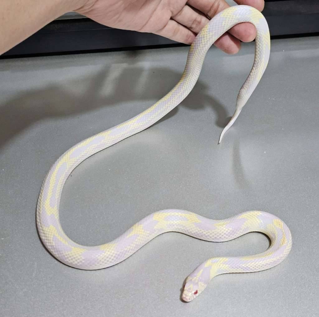 ks-california-albino-stripe-abberant-IZ3R21SW1D
