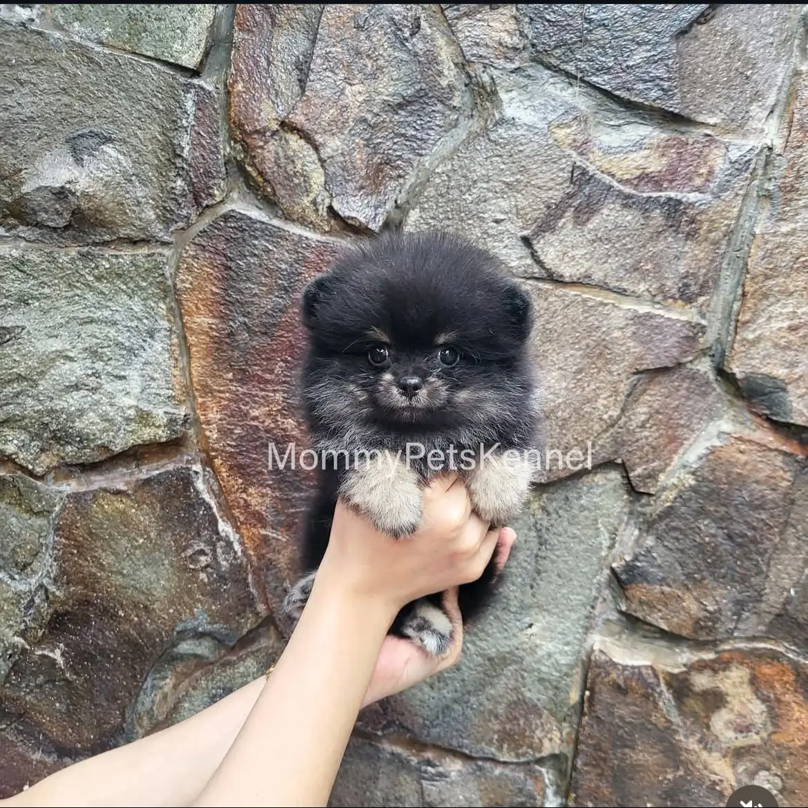 open-adopt-black-tan-rare-H1VSIBHPTB