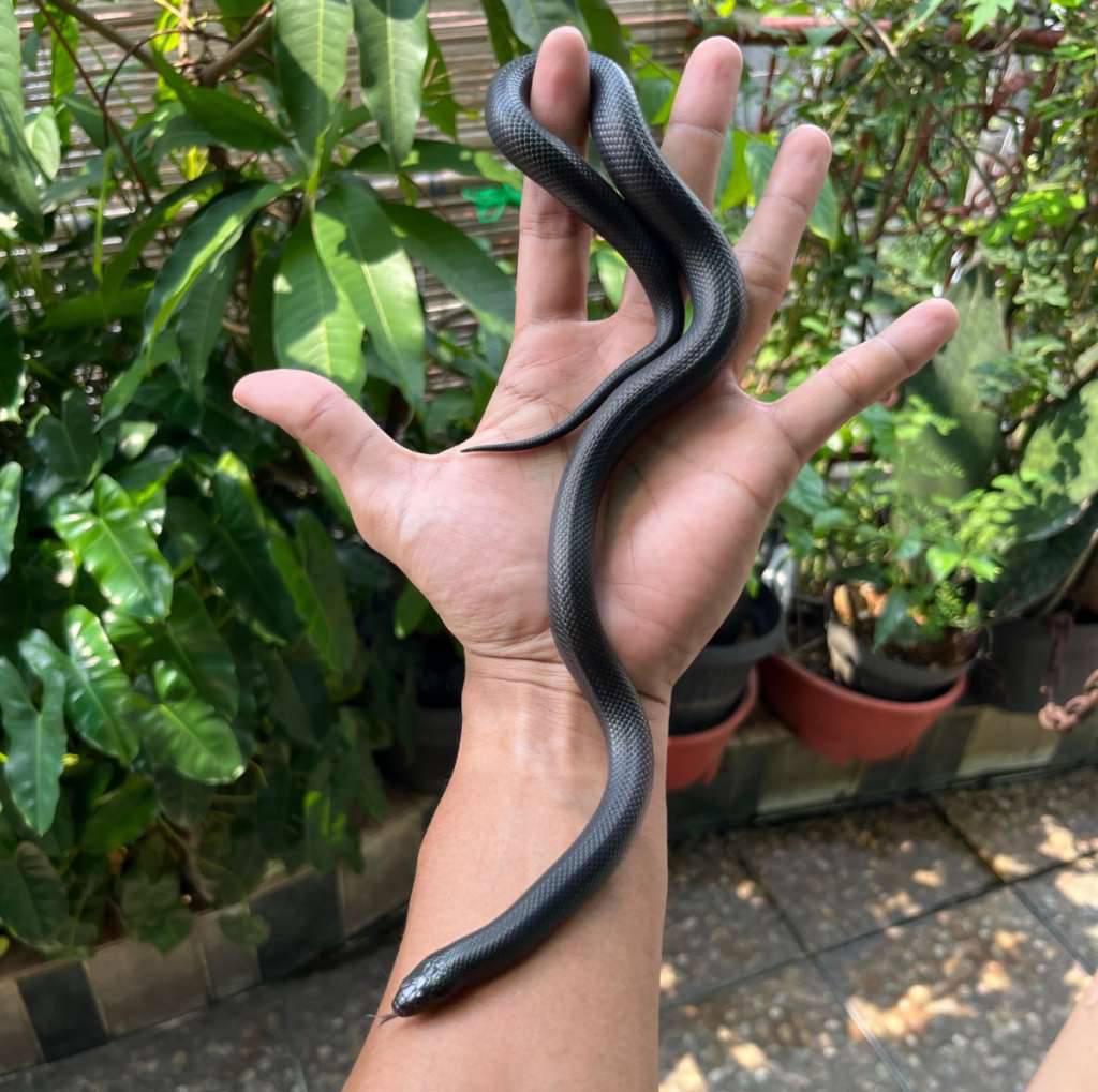 female-mexican-black-kingsnake-mbk-7QSA5FEJRT