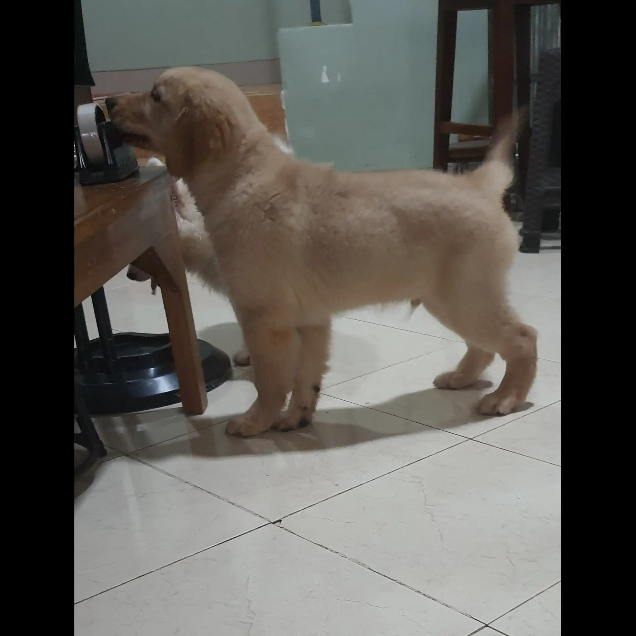 dijual-anakan-golden-3-bln-Q5S6N2BRV0