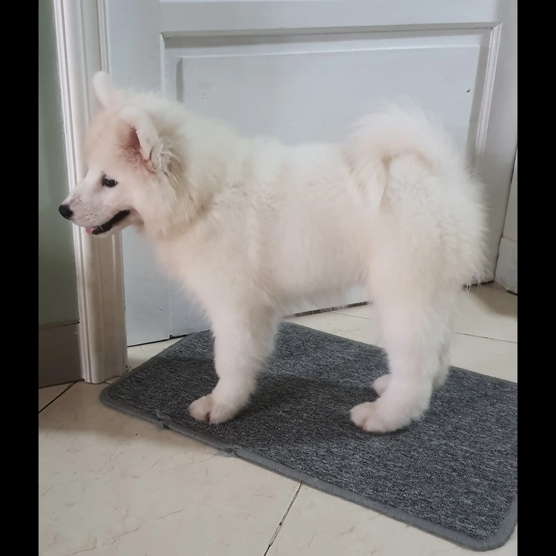 samoyed-3-bulan--4-ekor-6PH3NPLN60