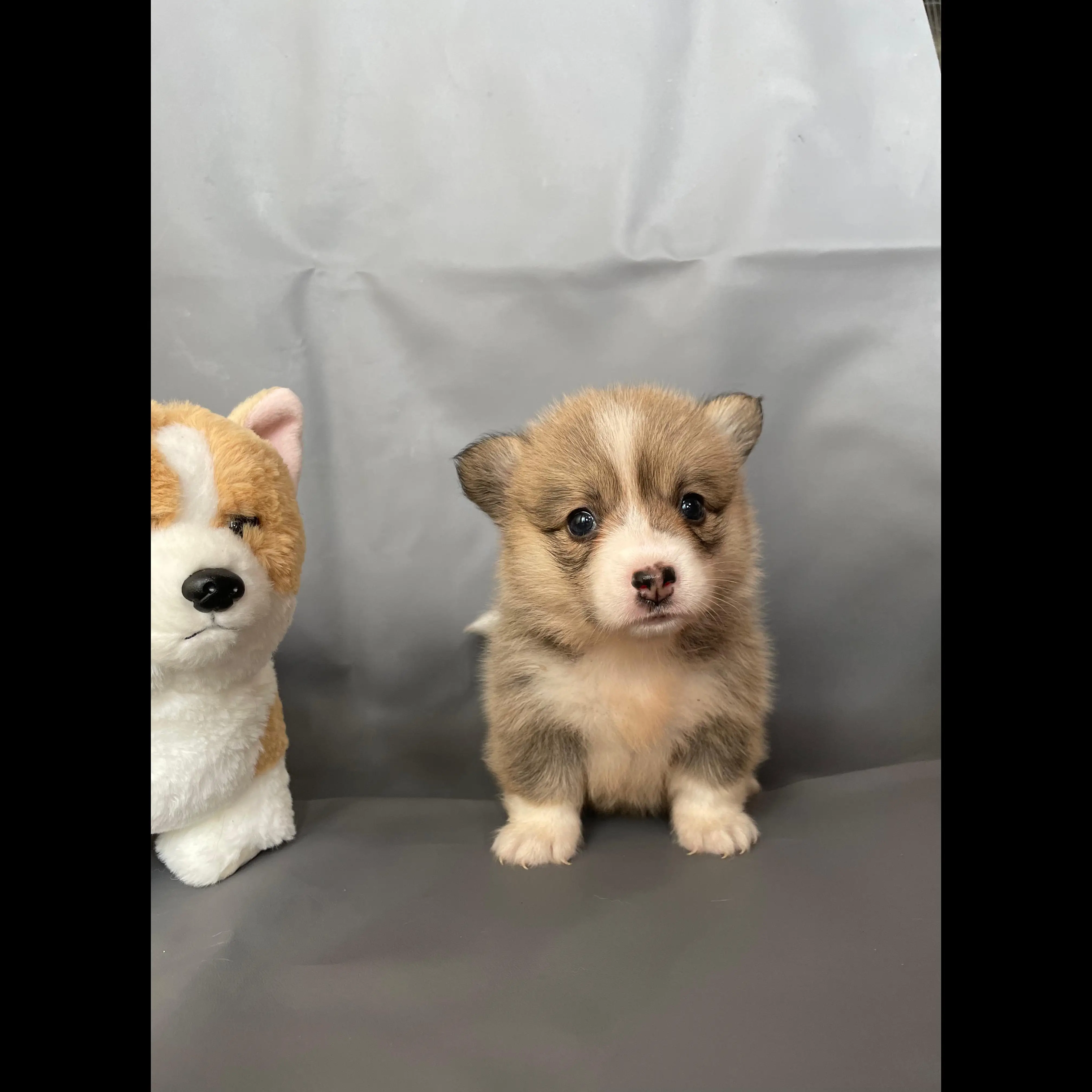 corgi-fluffy-female-kiyowo-RQC5U8519B