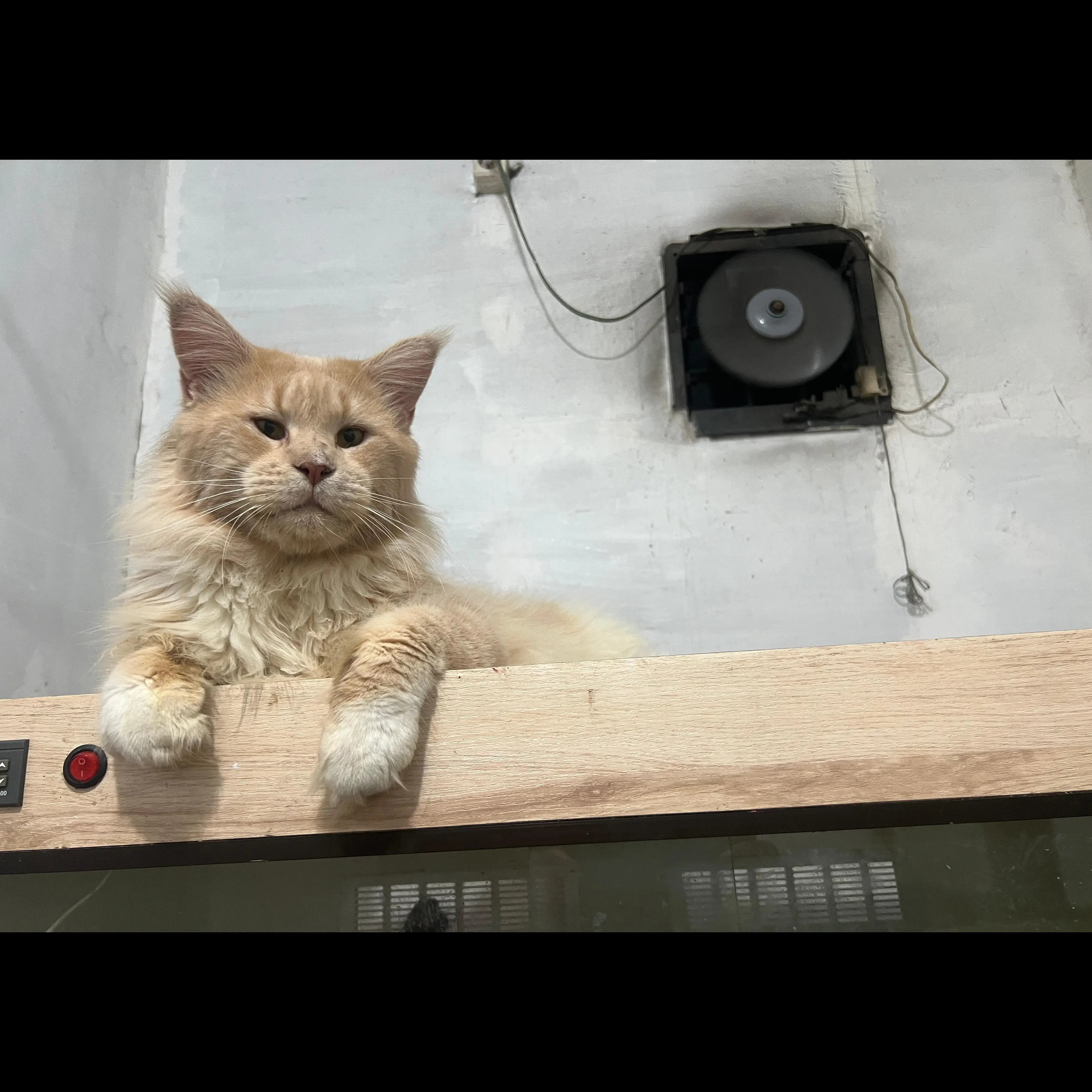 adopsi-mainecoon-ped-cfa-bigbone-4-tahun-PIRX9QCVDO