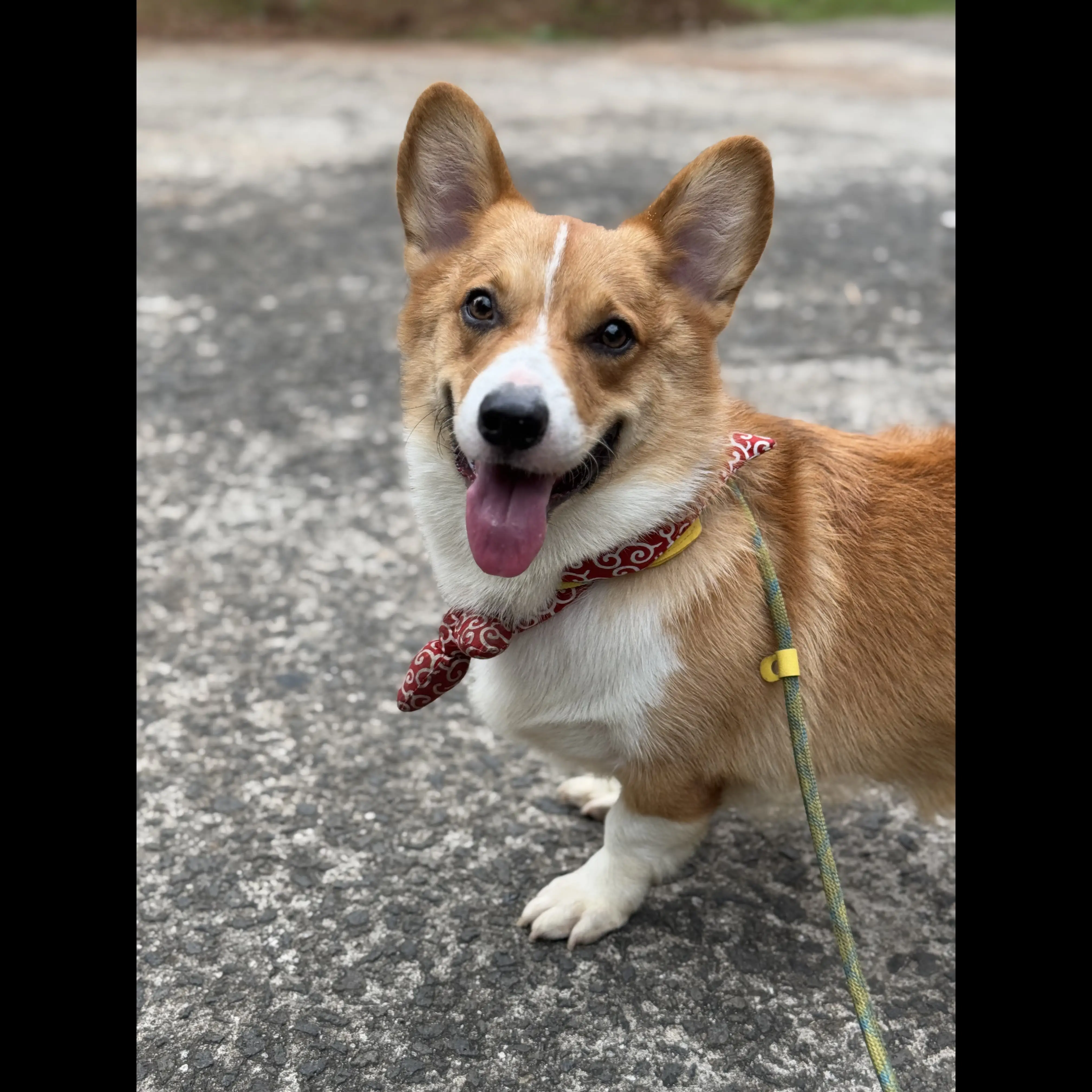 jual-pembroke-welsh-corgi-jantan-good-quality-51I5Z8K9Z7