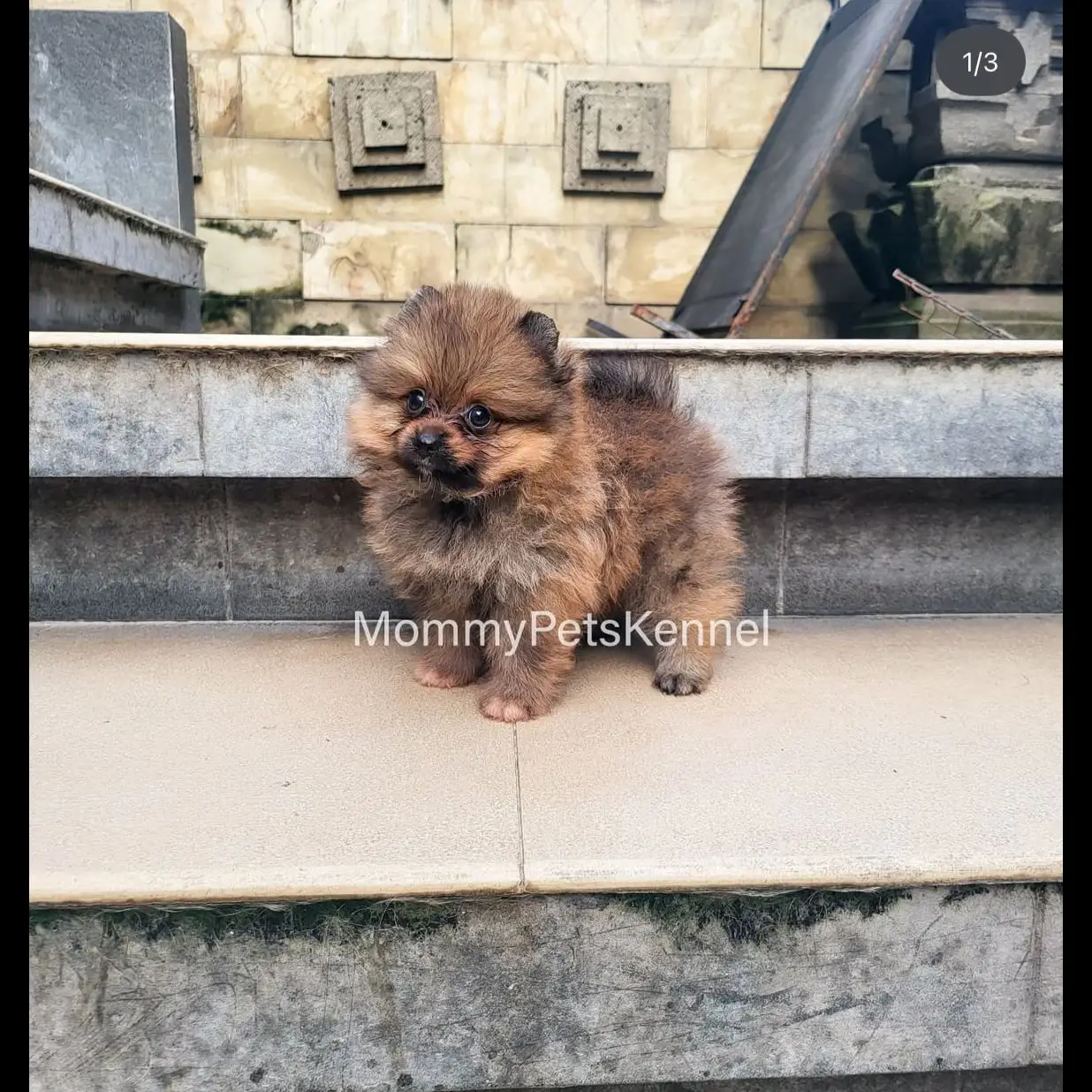 jual-minipom-warna-sable-betina-O5AIKMZO14