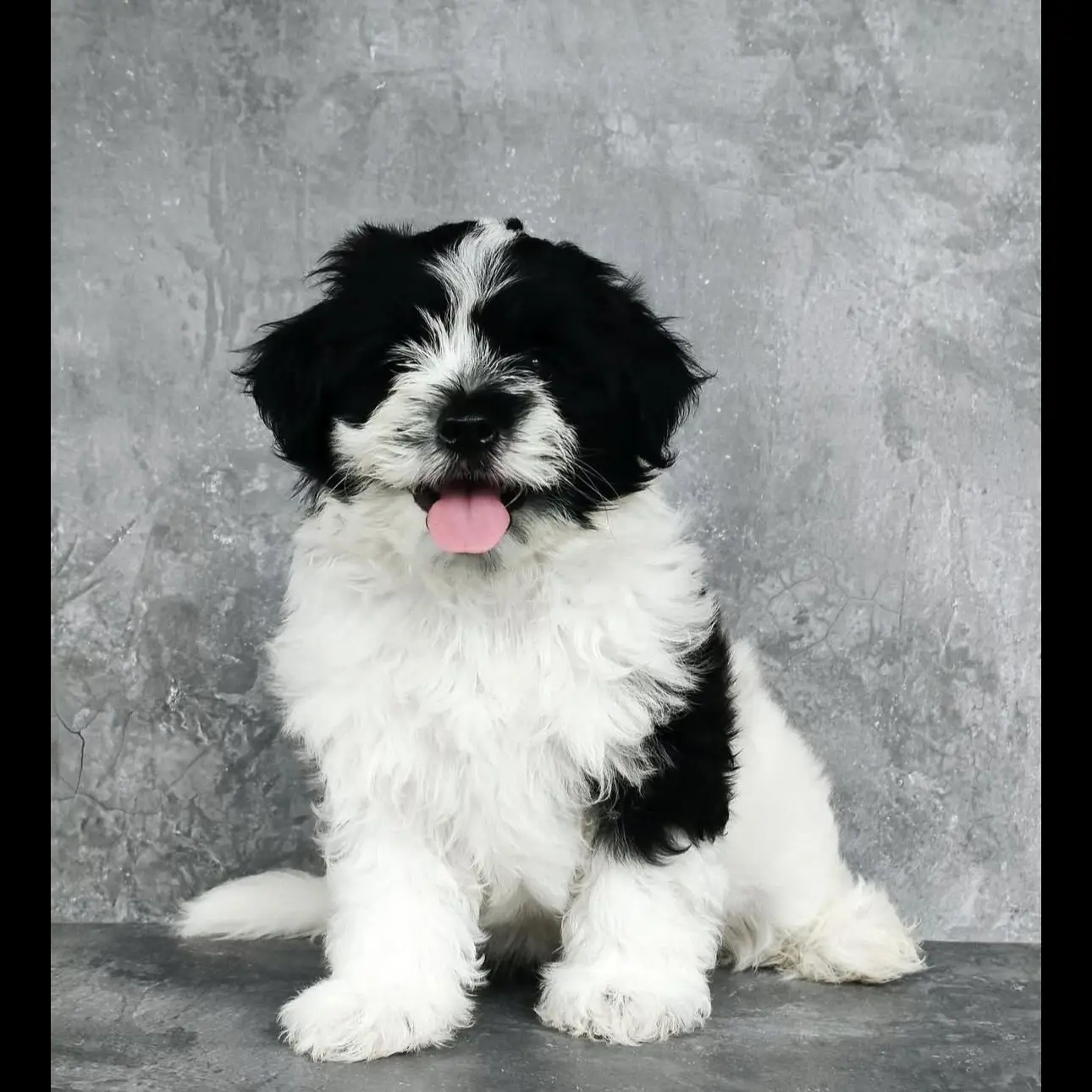 jual-shipoo-male-4-month-G33X5QDBIZ