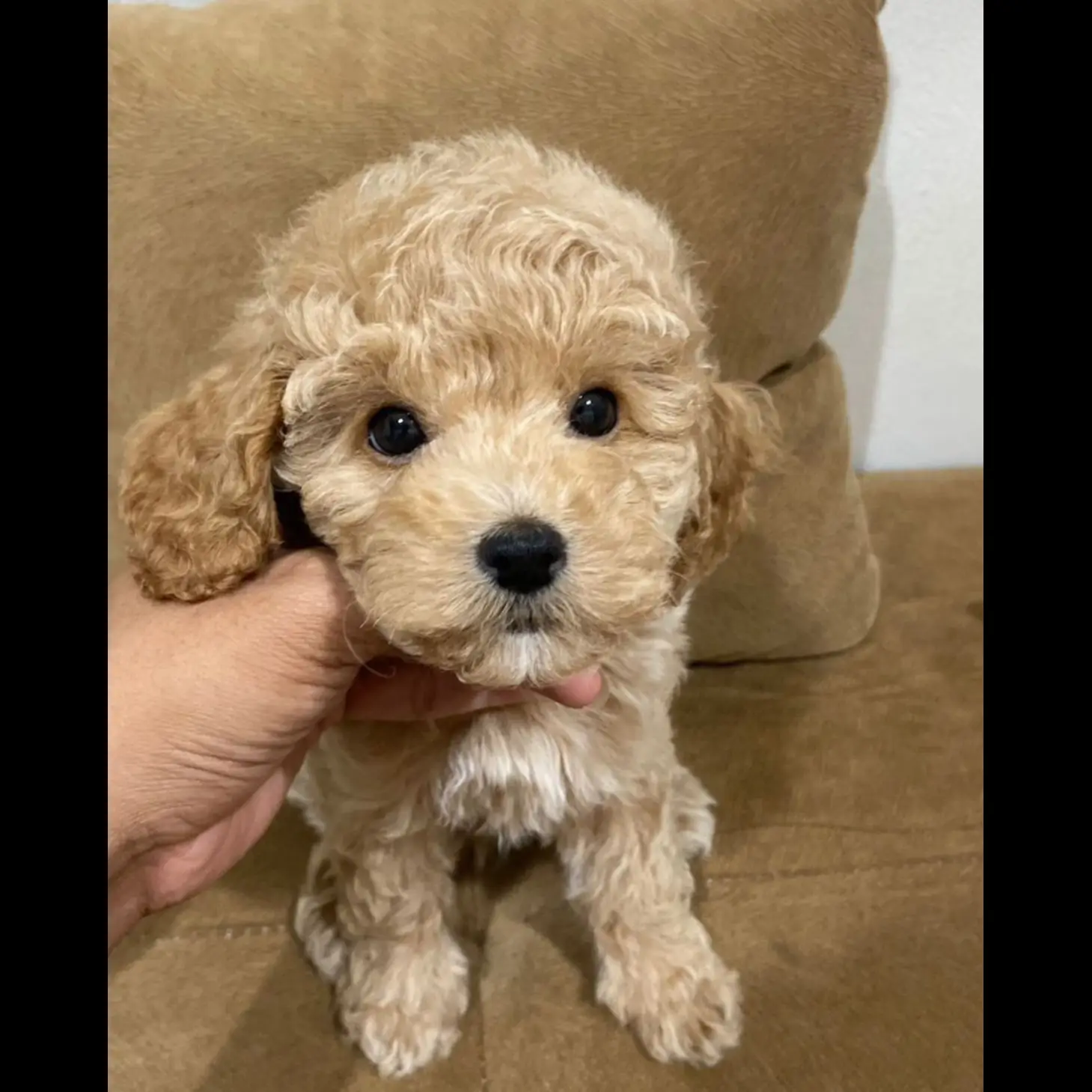 jual-apricot-toy-poodle-0TD6VNVV2D