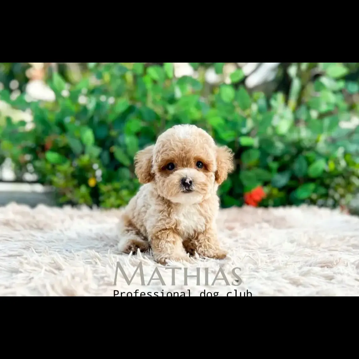 jual-poodle-teddy-mathias-Q5U87D88CF