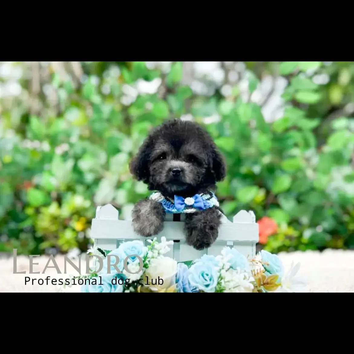 jual-poodle-teddy-leandro-WKQC09TN8T