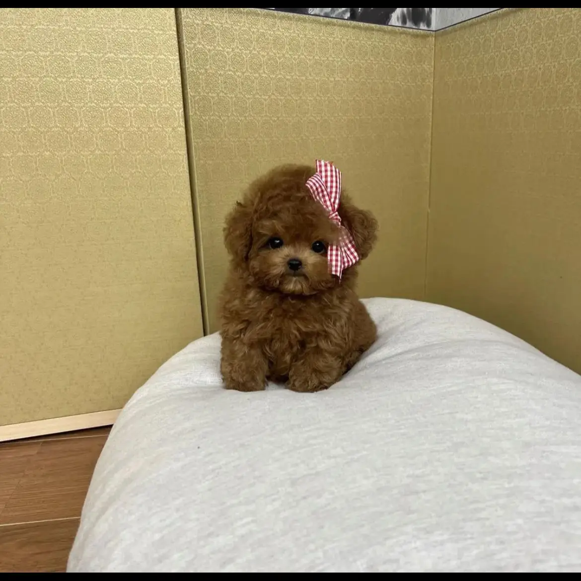 jual-toy-poodle-1261XCCYDI