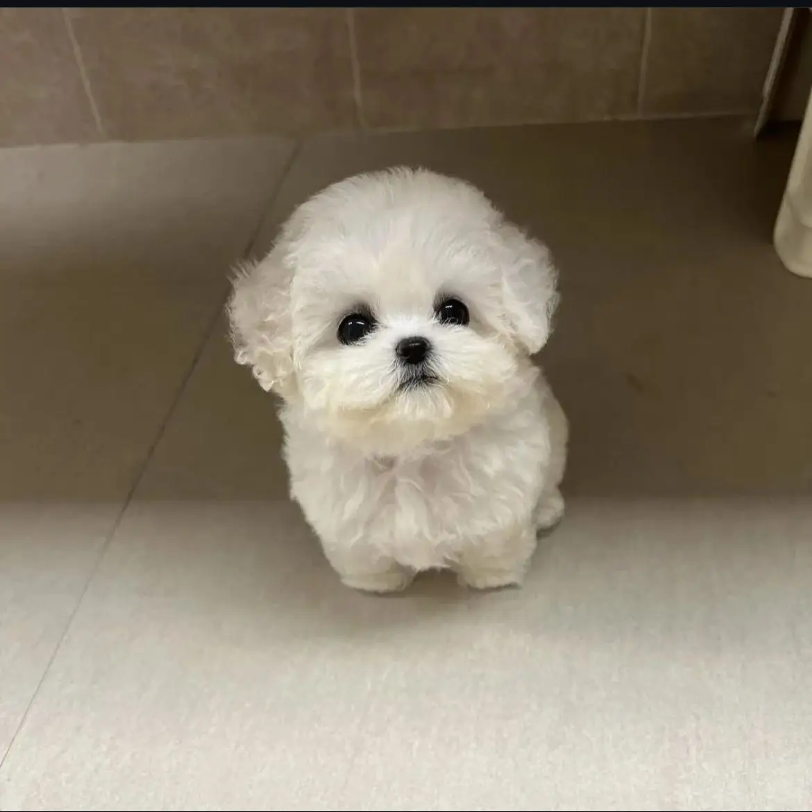jual-toy-poodle-HO044V75EM
