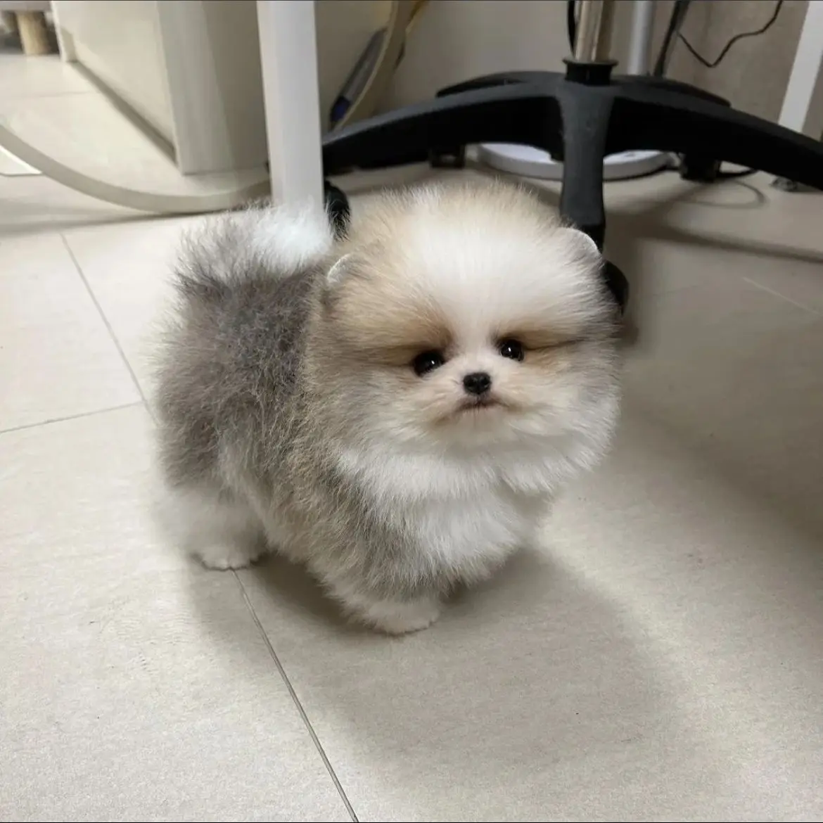 jual-pomeranian-mini-DB4UOBM5PY