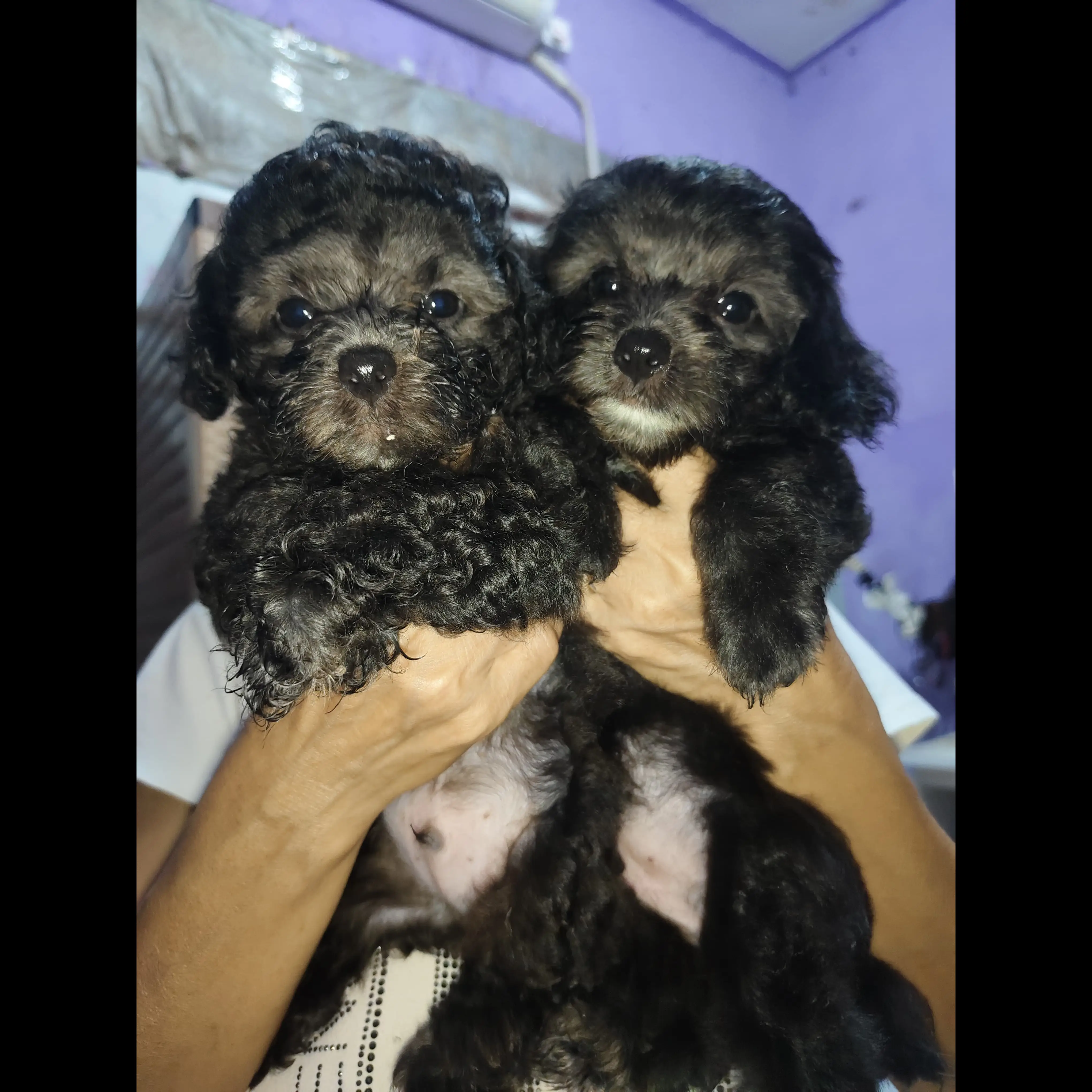adopsi-tiny-silver-poodle-2-bulan-VKNEA36VXD