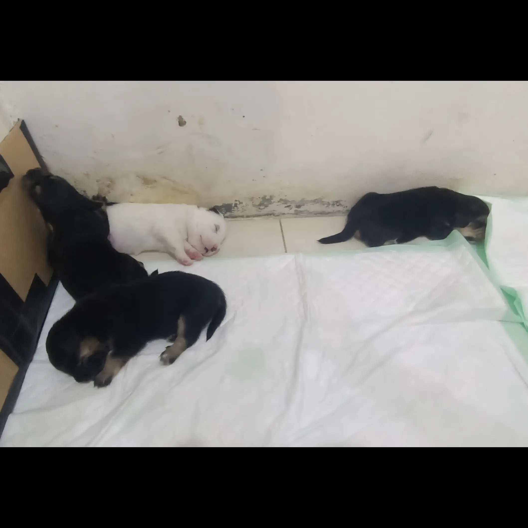 adopsi-puppy-mix-beagle-ZBB5B52KXK