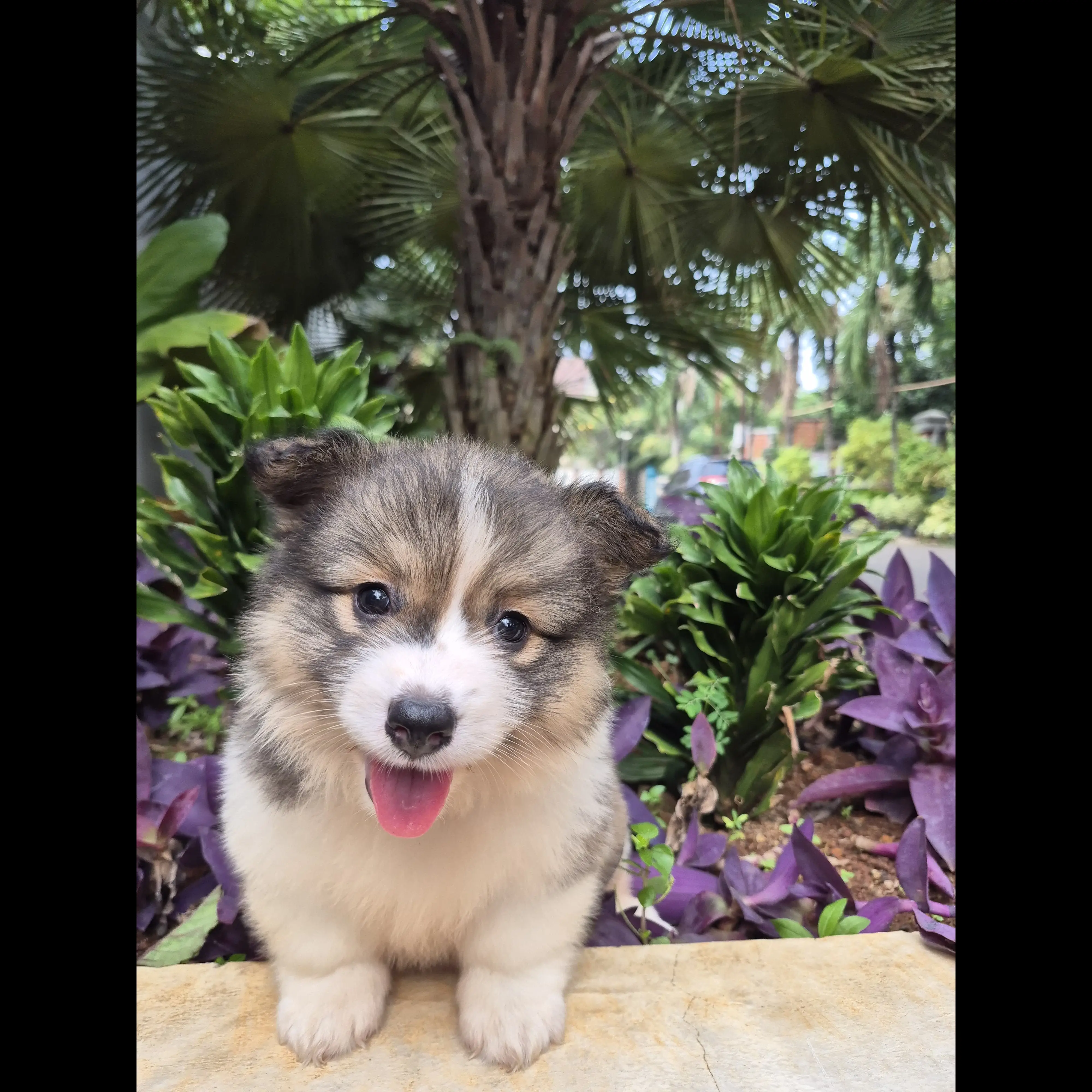 open-book-unique-jumbo-female-fluffy-sable-corgi-super-quality-1C3F5DSFCQ