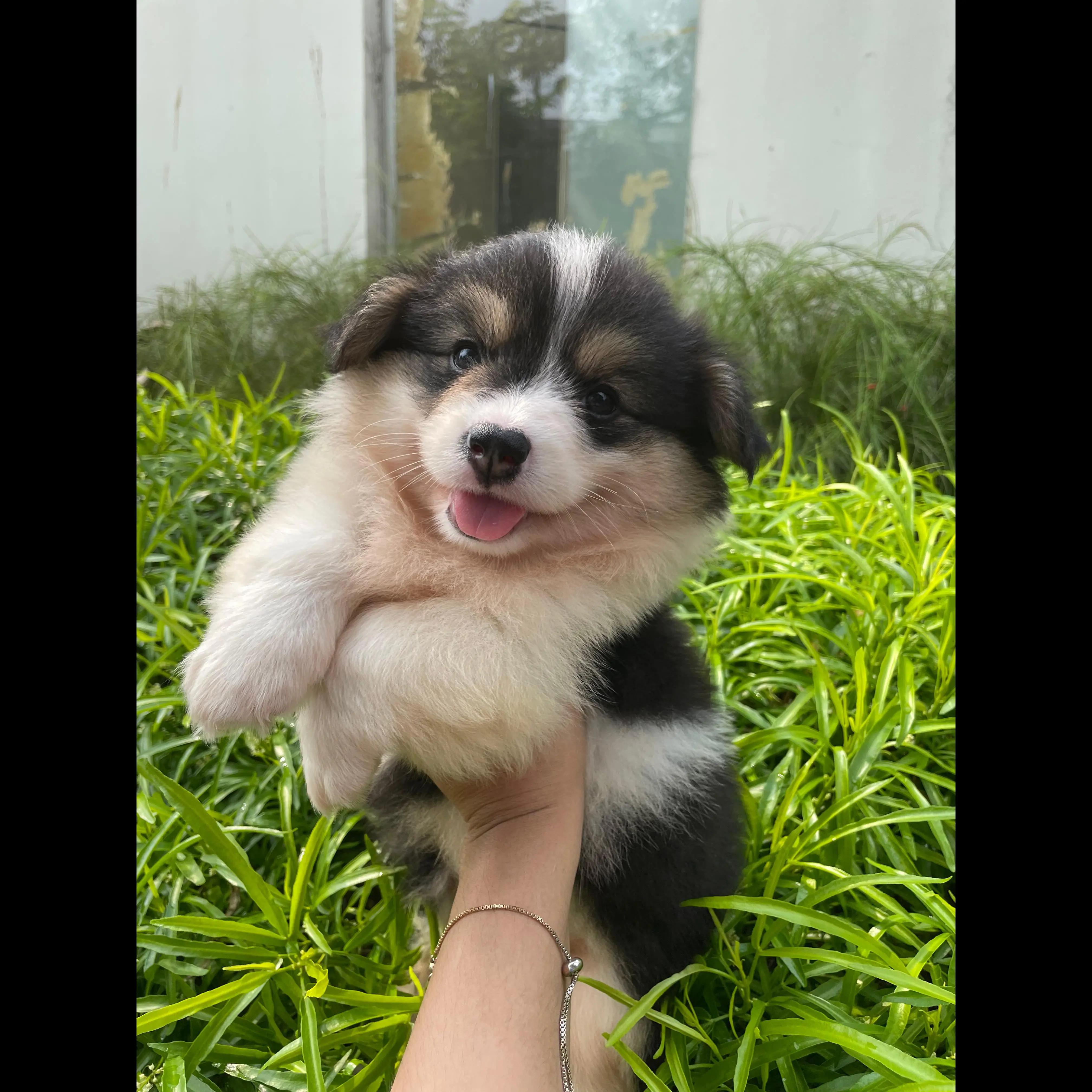 open-book-unique-jumbo-female-fluffy-tricolor-corgi-super-quality-2MN2XLB4K1