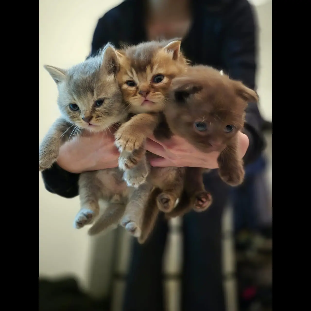 kitten-bsh-british-short-hair-mix-scottish-fold-BQ332S7I9B