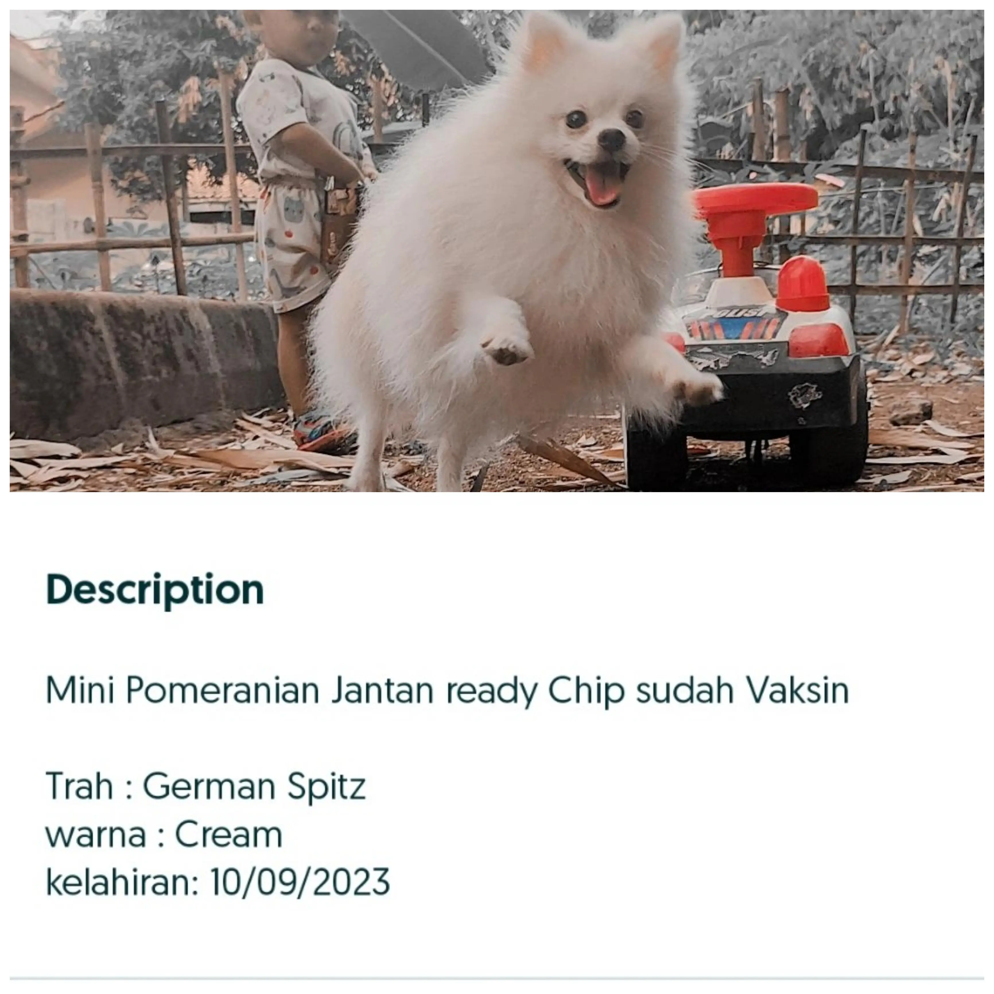 adopsi-mini-pomeranian-UTTWTBLD0K
