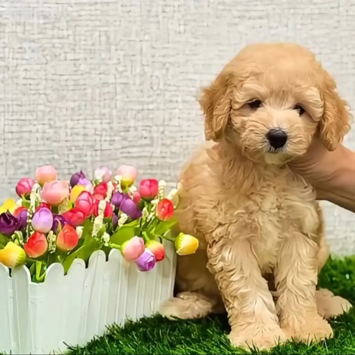 jual-female-toy-poodle-jemima-USZKL4YCKW