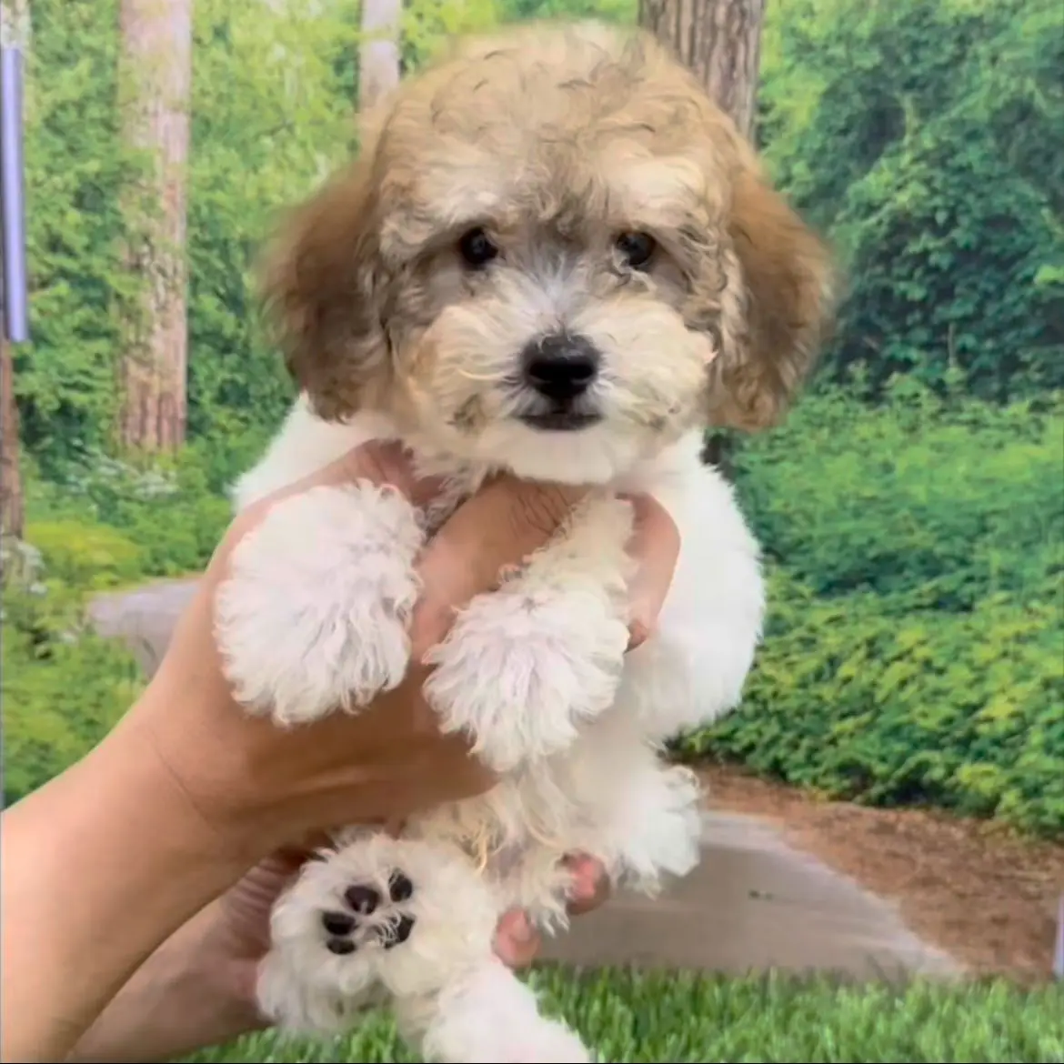 jual-poodle-male-bendy-N5MAC1E9BD