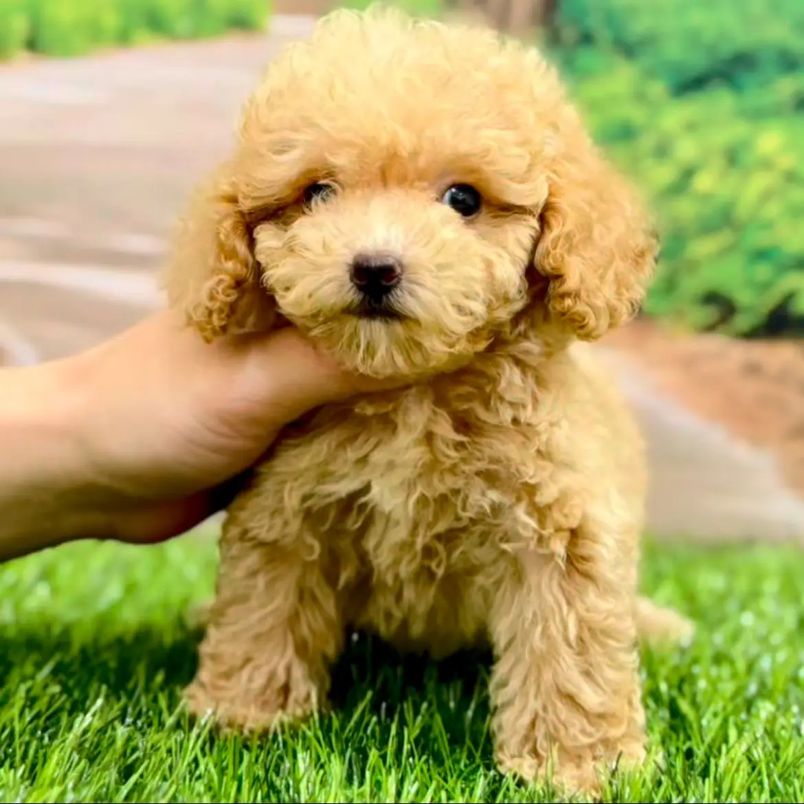 jual-super-tiny-poodle-lily-PBDU63NRQ8