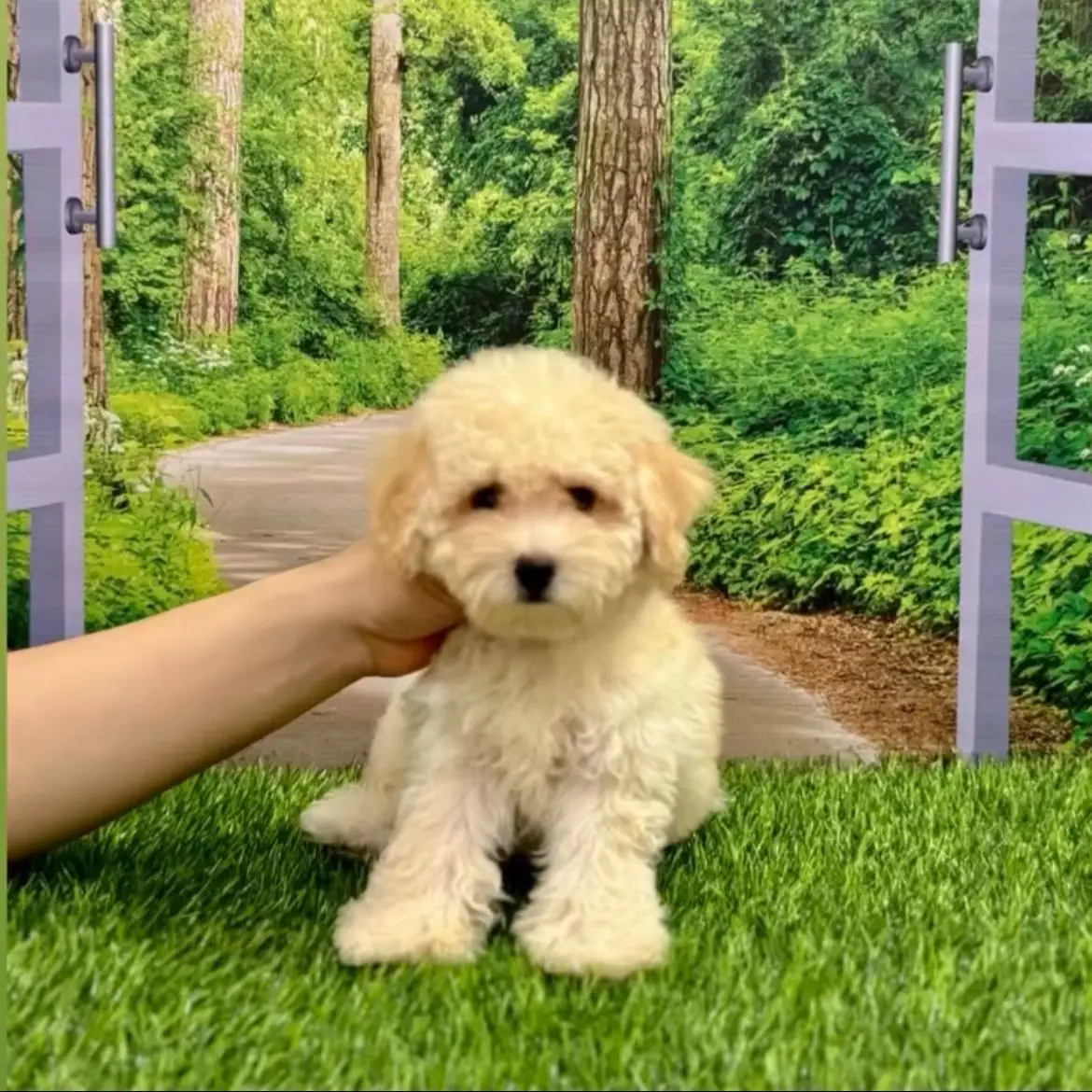 jual-toy-poodle-puyo-9DMKF17N00