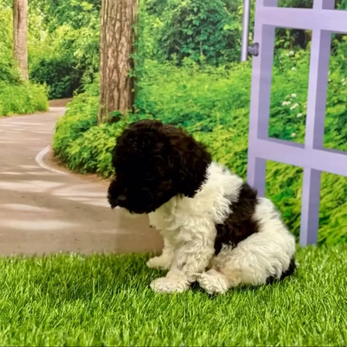 jual-poodle-bima-FQLYK1HGQM