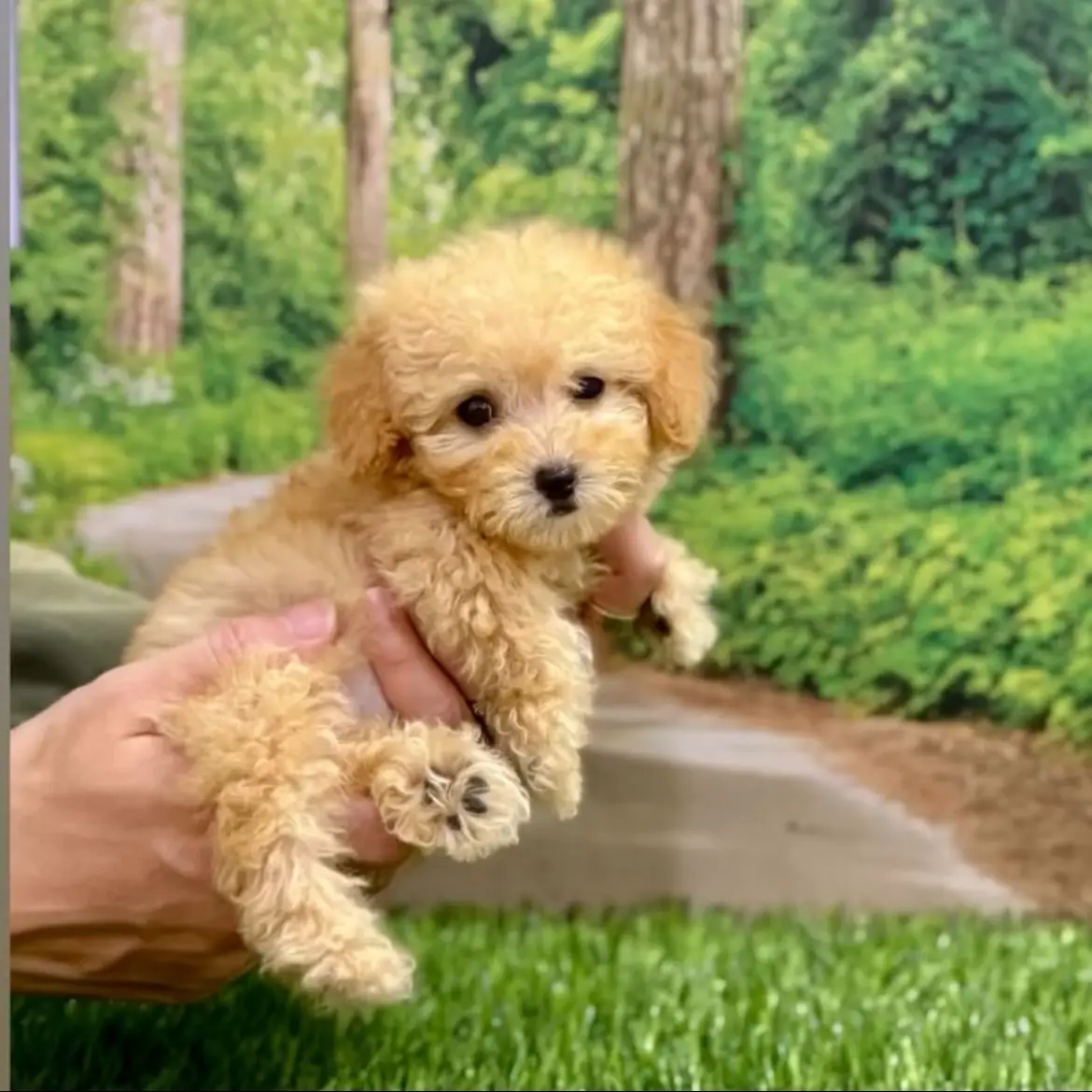 jual-super-tiny-poodle-luna-1C3M3X3S4N
