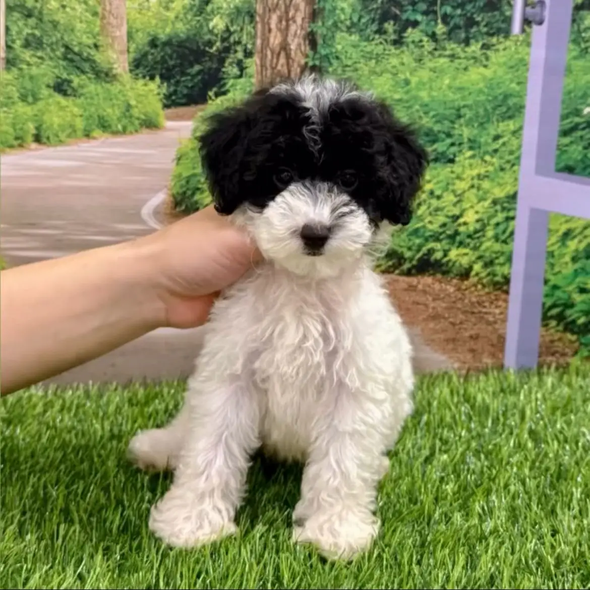 jual-poodle-bruno-HHI4QM5DDJ