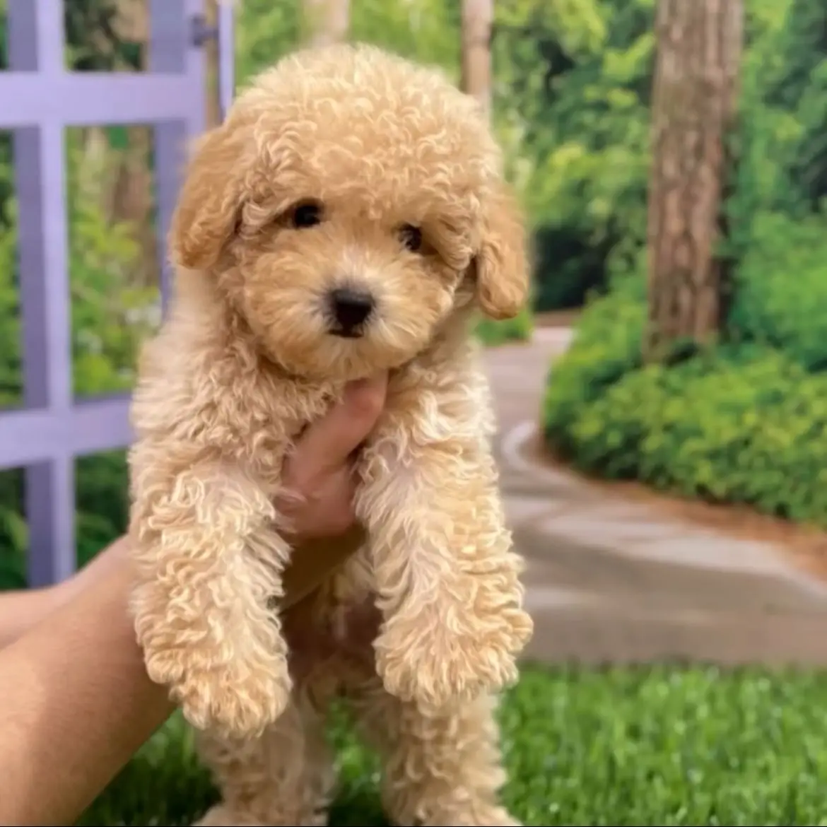 jual-poodle-pocky-N0WRCX8X4X