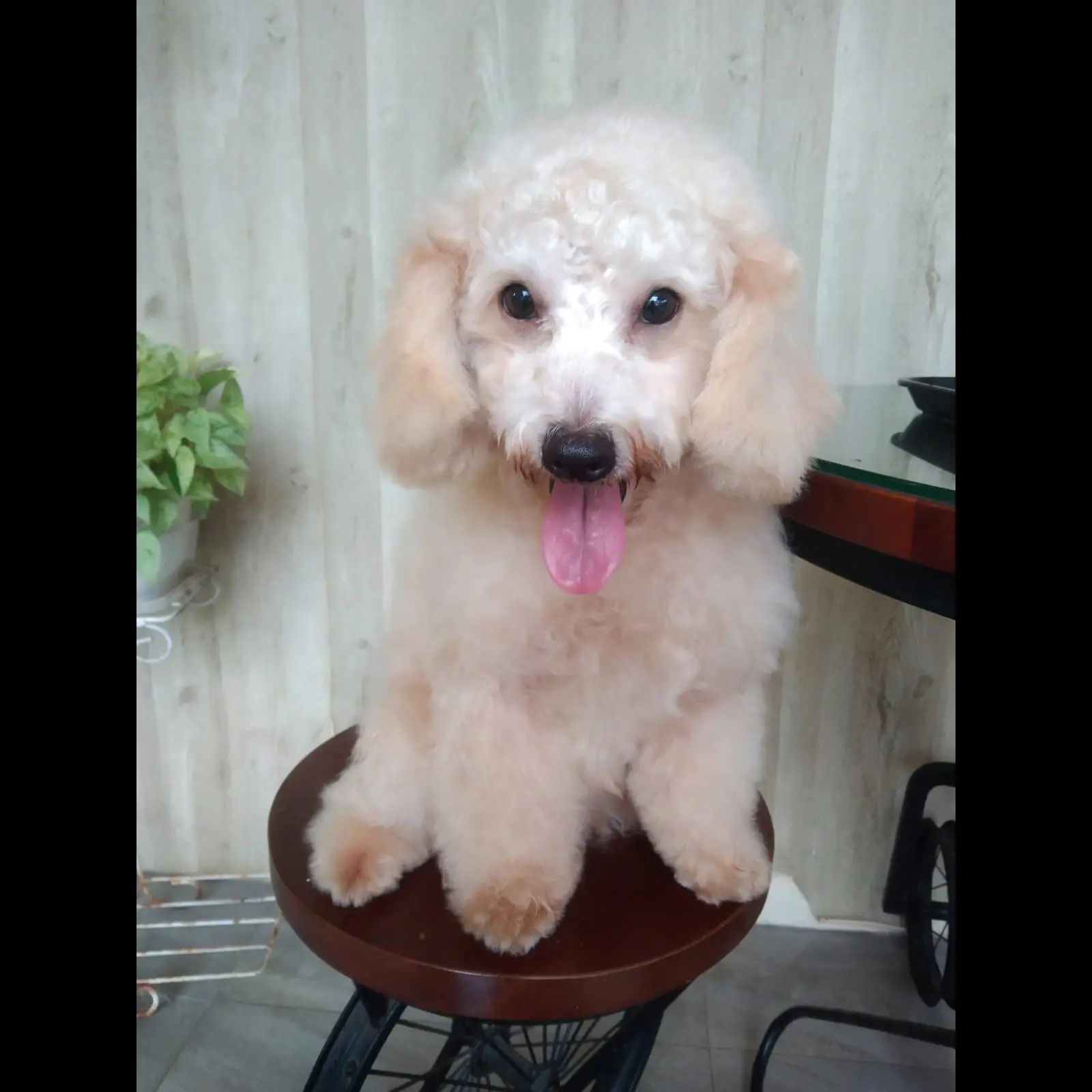 jual-male-toy-poodle--chico-WLEUM1OY4R