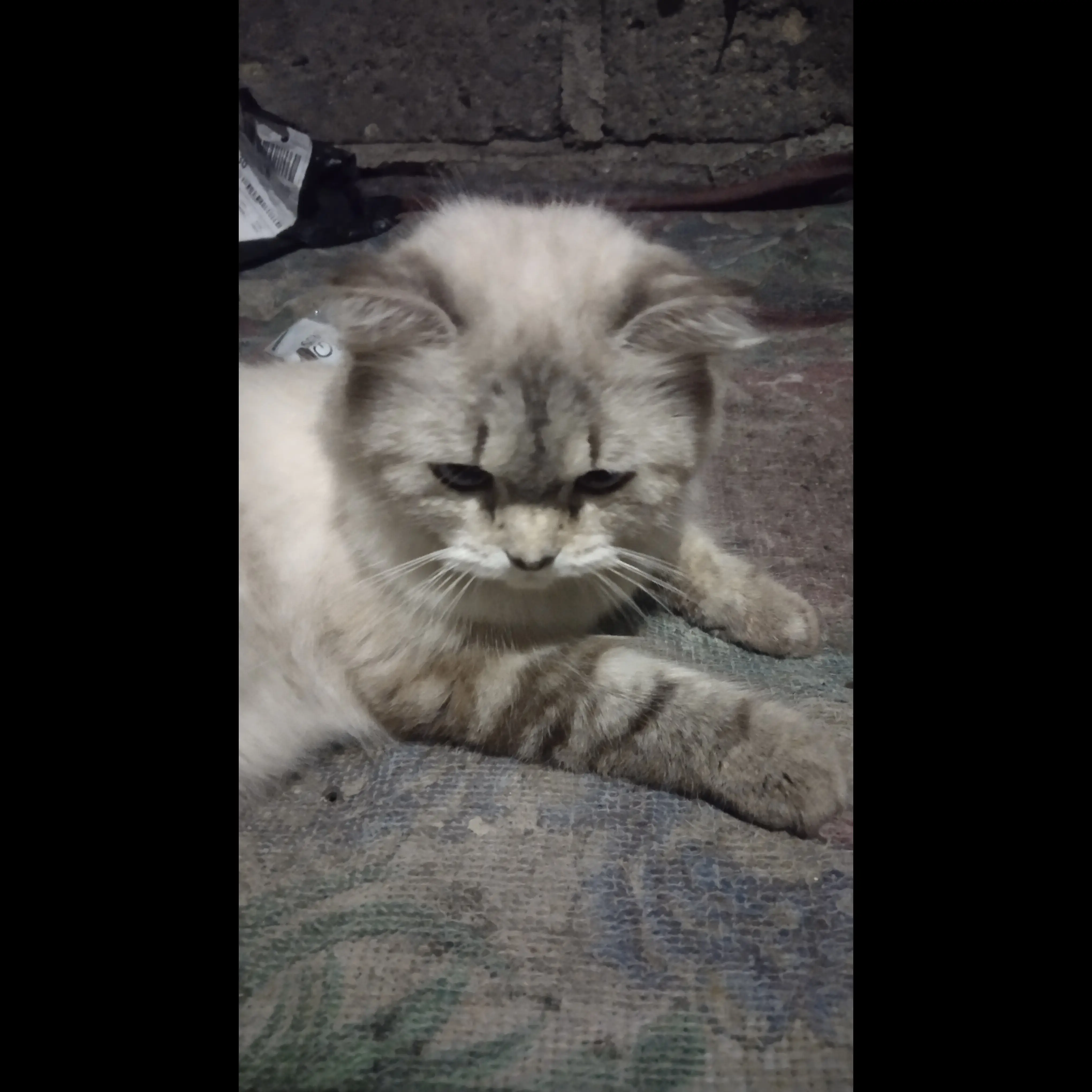 adopsi-kucing-karna-udh-jarang-kepegang-buat-ngurus-F52X1PTHK0