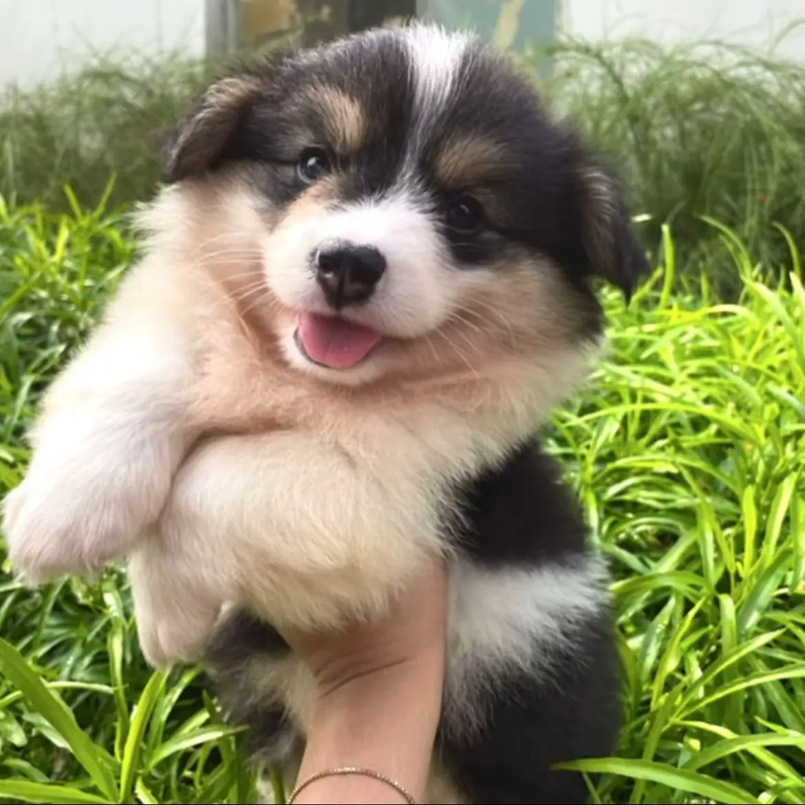 jual-valda-female-corgi-UOJV9IBLGA