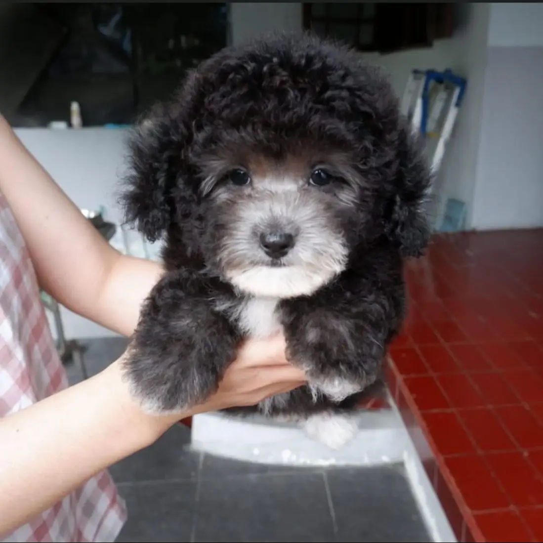 jual-silver-phantom-poodle-PA7TUMQJ7L