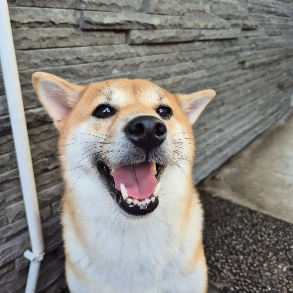 jual-anjing-shiba-inu-ML1ASPNI9U