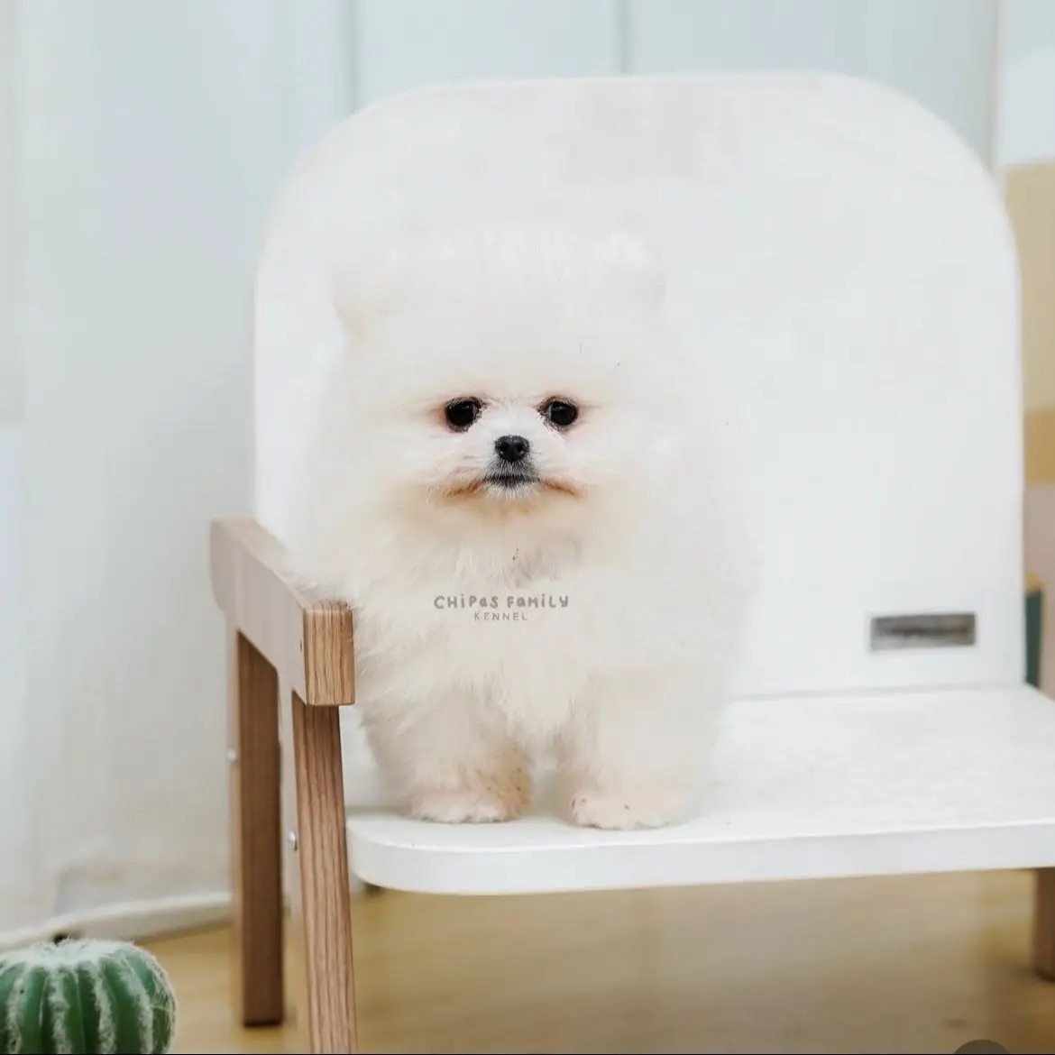 jual-pomeranian-mr-blanco-YKG7CELQGN