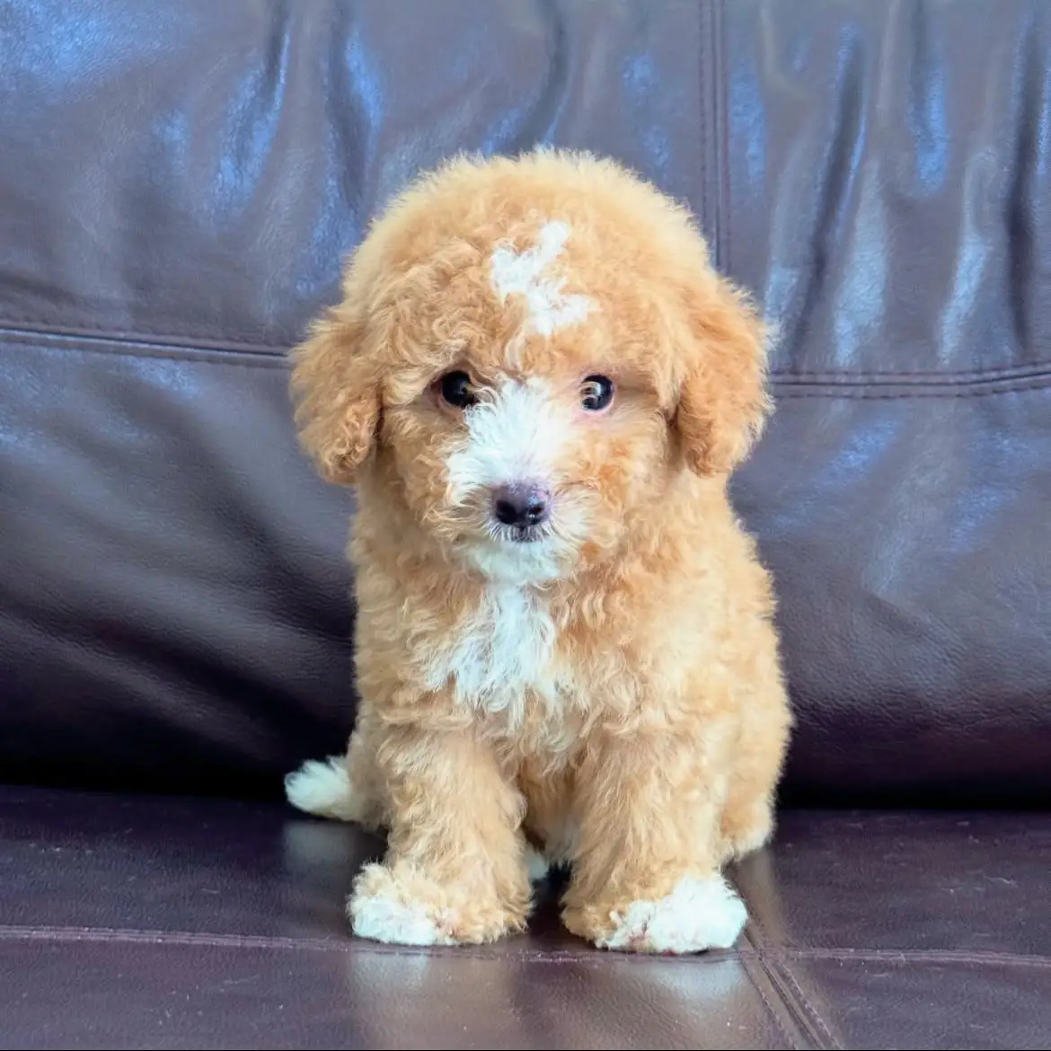 jual-poodle-bruno-UXBG19R1AF