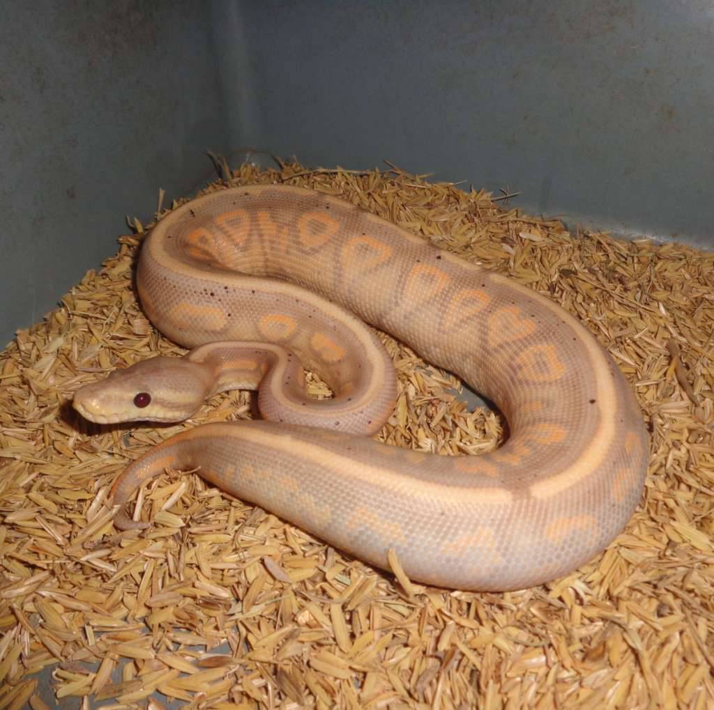 banana-cinnamon-yellow-belly-EJLTM3AHZK