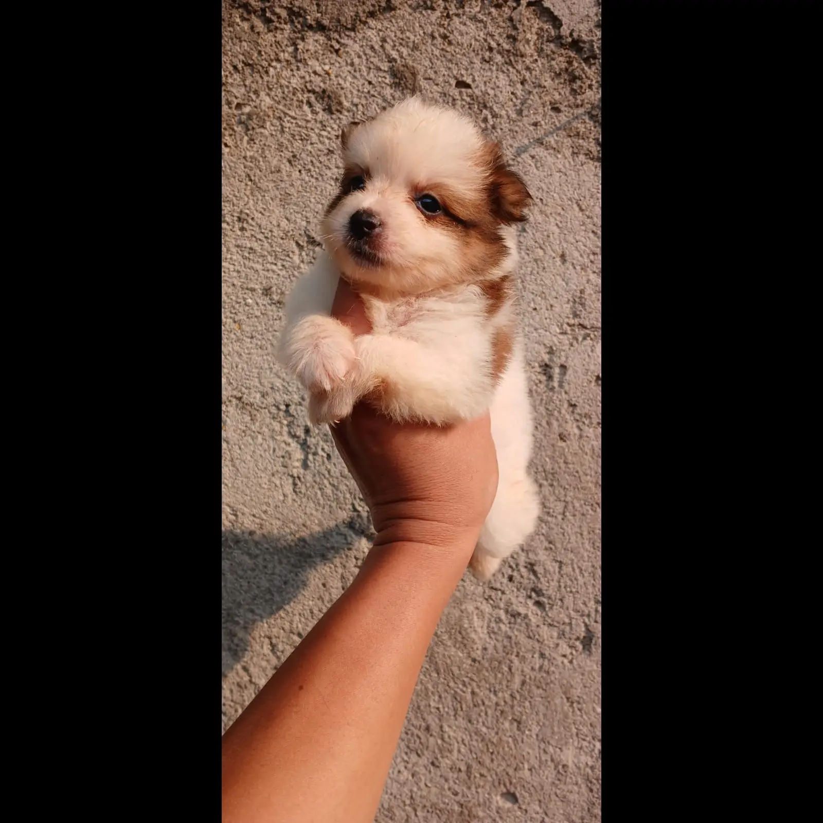pom-party-colour-usia-2-bulan-non-stb-blm-vaksin-minat-wa-M4T91VE3WM