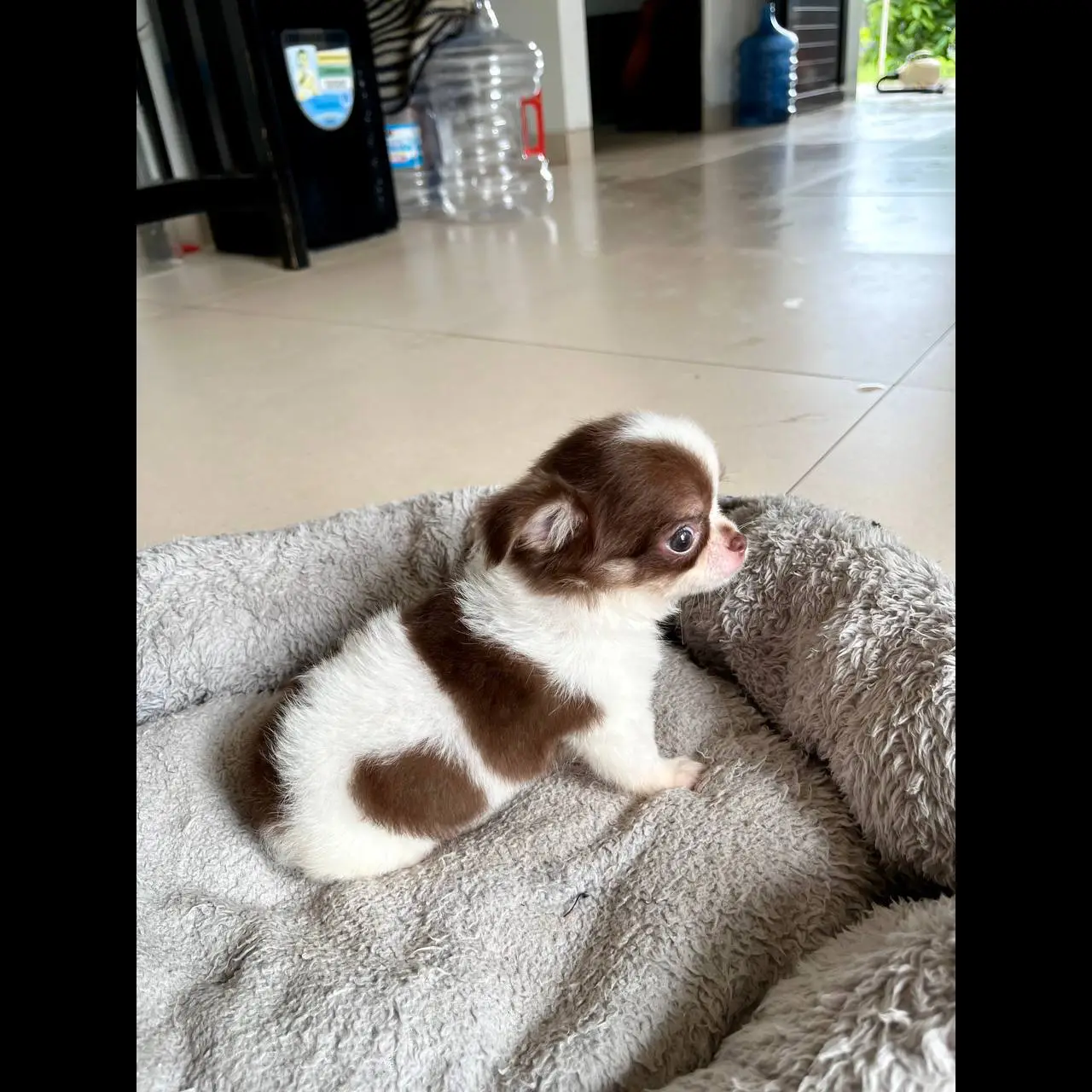 supermini-chihuahua-longhair-applehead-25BS275MKU
