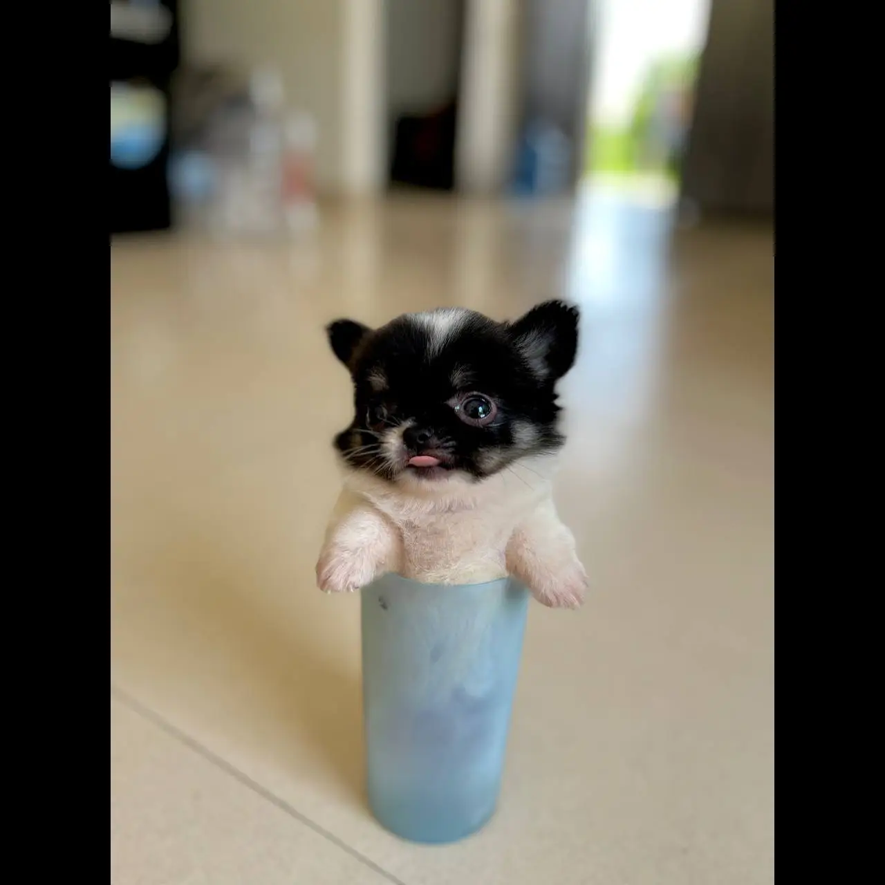 teacup-chihuahua-longhair-super-pesek-ZEB3KNSRVI