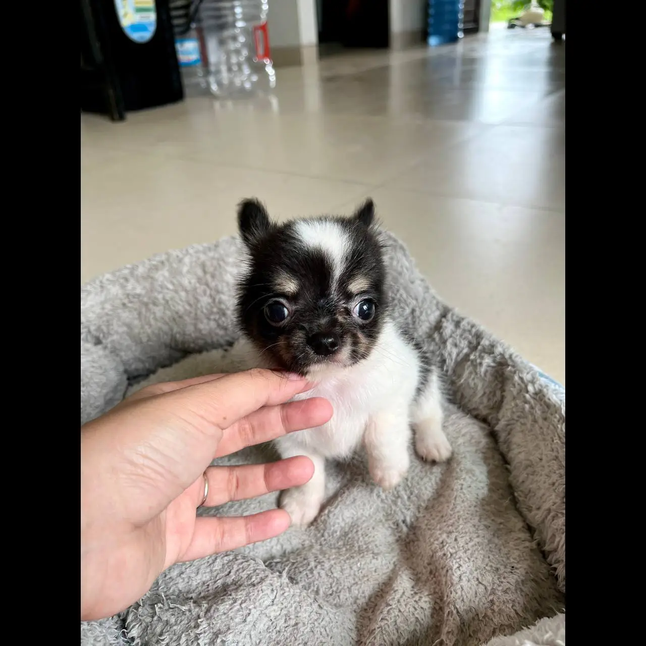 chihuahua-female-longhair-9QNEAQA4BA