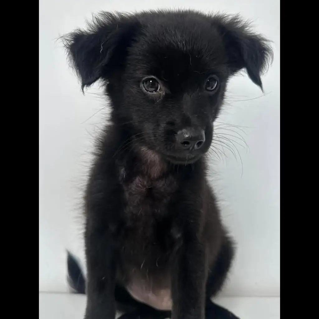 jual-mongrel-atau-mix-pom-ZT8MRPPAYC